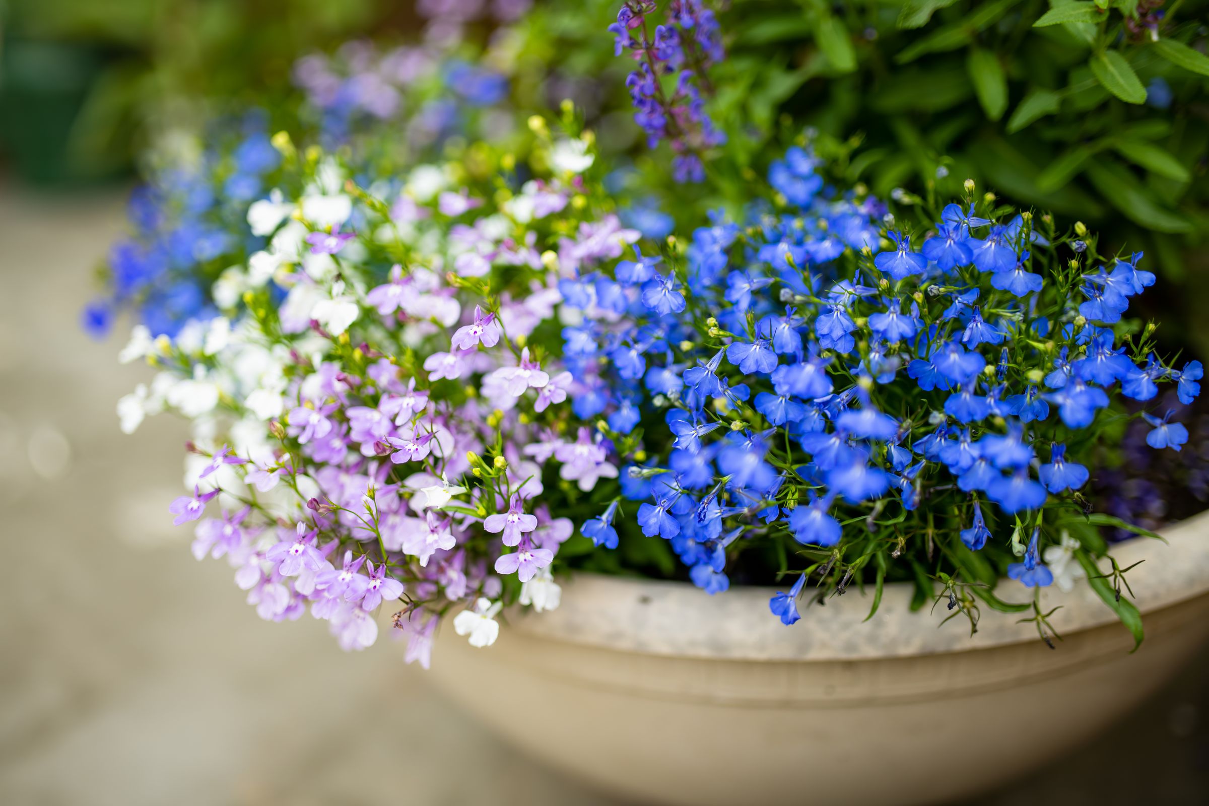 Männertreu (Lobelia erinus)