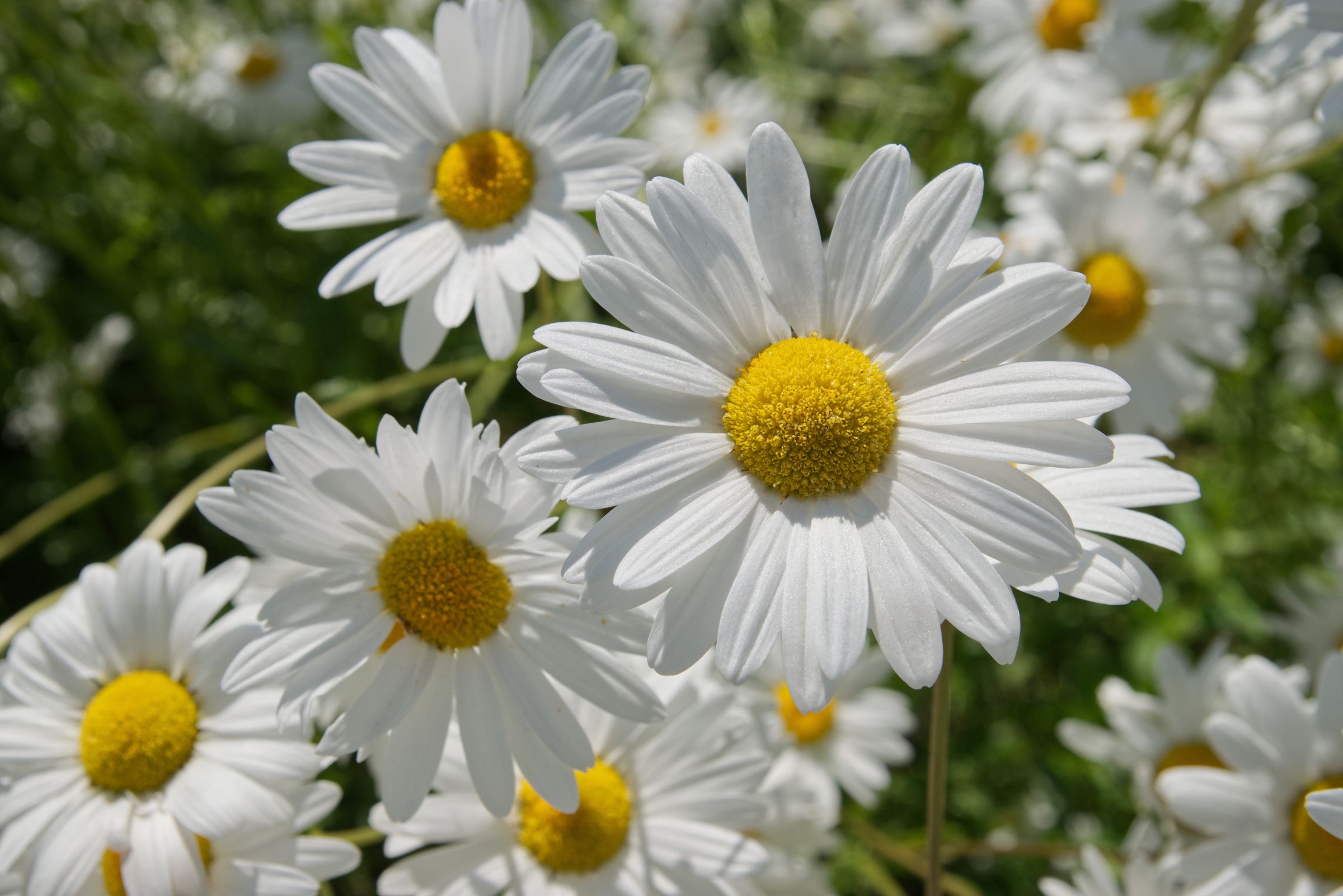 Margerite (Leucanthemum)