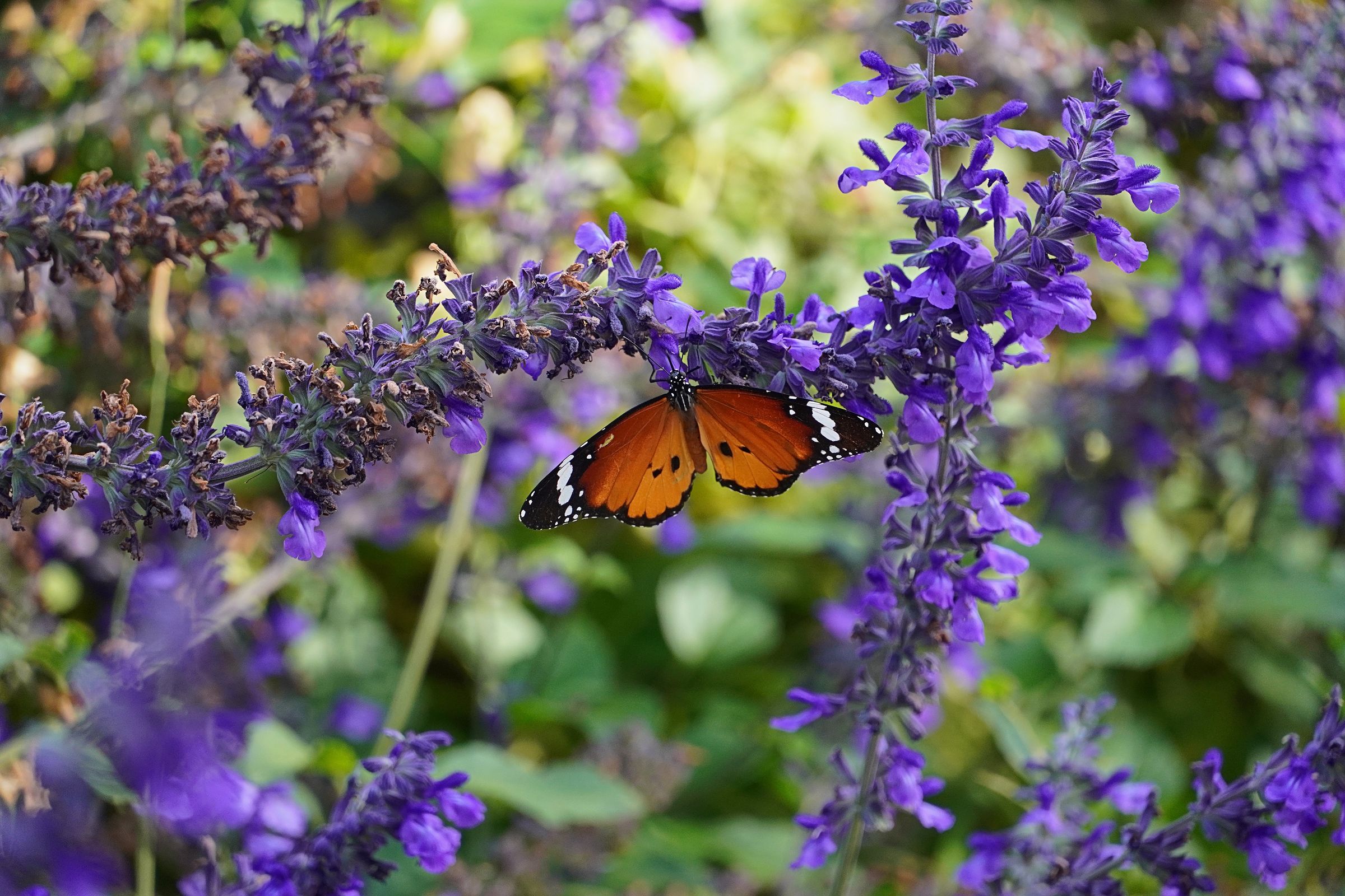 Mehliger Salbei (Salvia farinacea)