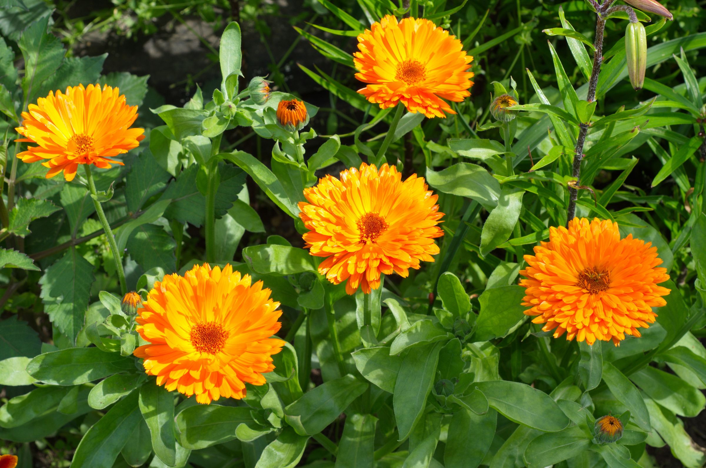 Ringelblume (Calendula officinalis)