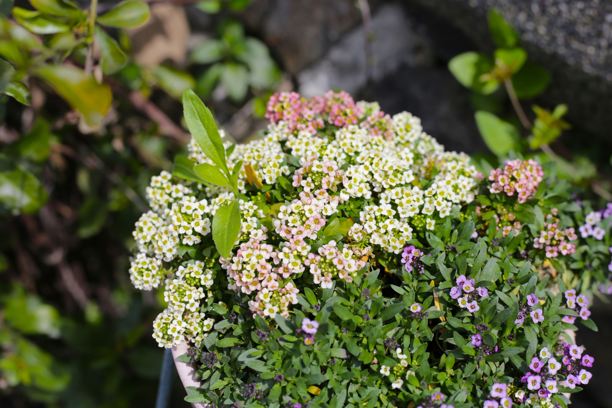 Strand-Silberkraut (Lobularia maritima)