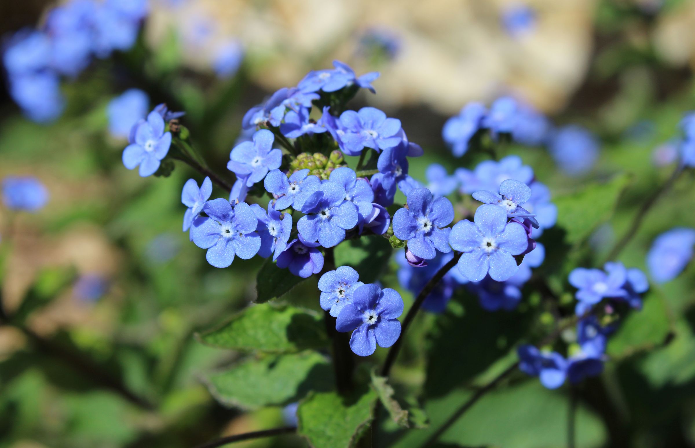 Vergissmeinnicht (Brunnera macrophylla)