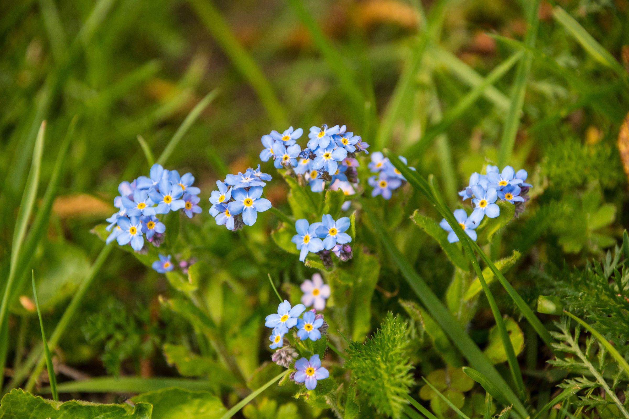 Vergissmeinnicht (Brunnera macrophylla)