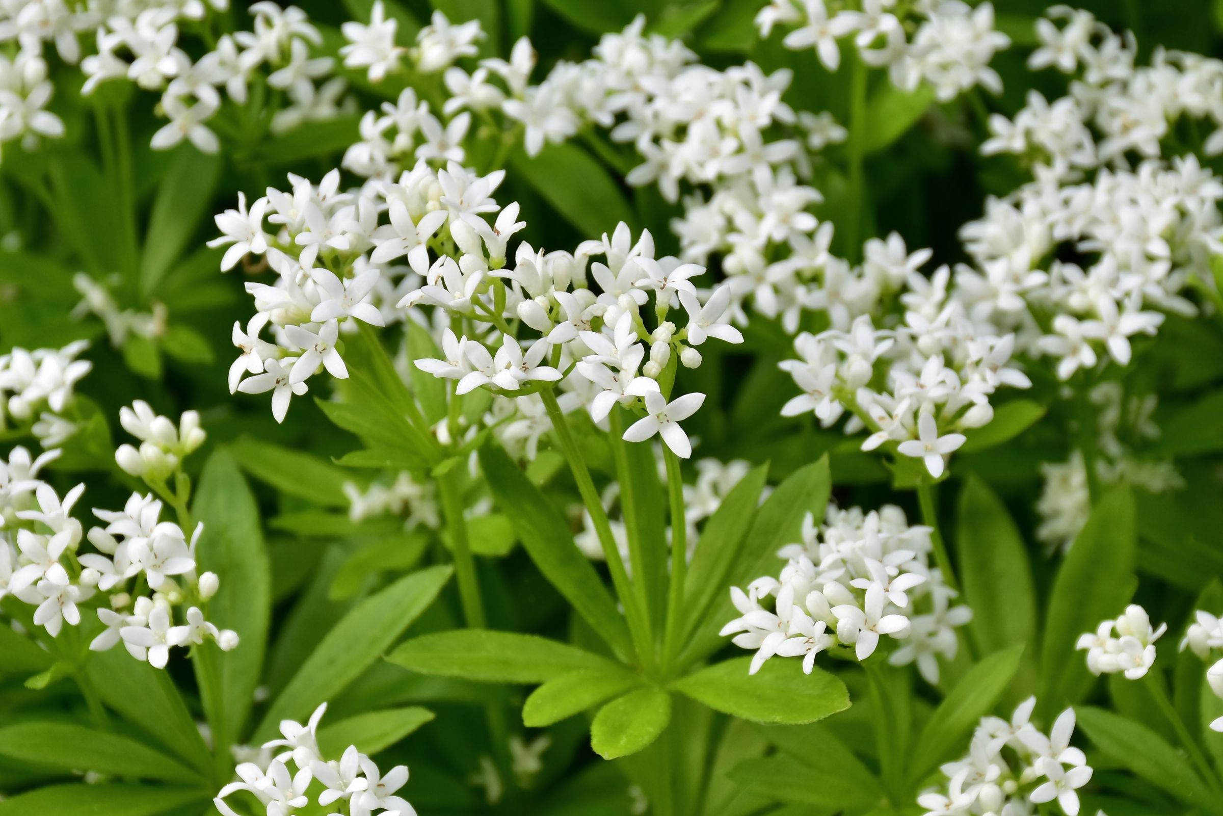 Waldmeister (Galium odoratum)