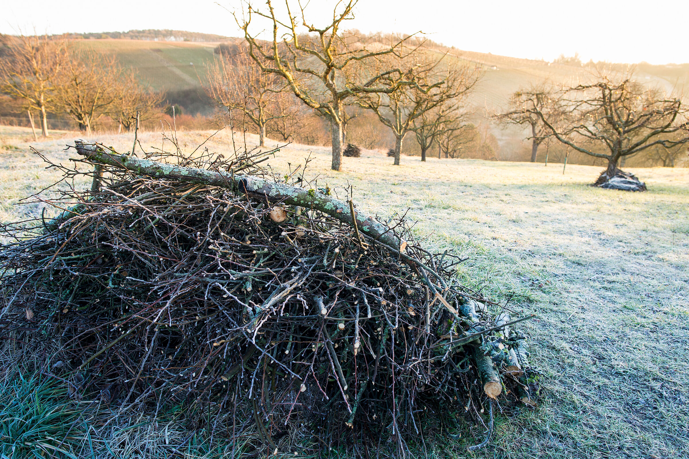 Reisighaufen können vielen Tieren Schutz im Winter bieten (Foto: Bern Schmidt/stock.adobe.com). Ein Reisighaufen liegt auf einer mit Raureif bedeckten STreuobstwiese.