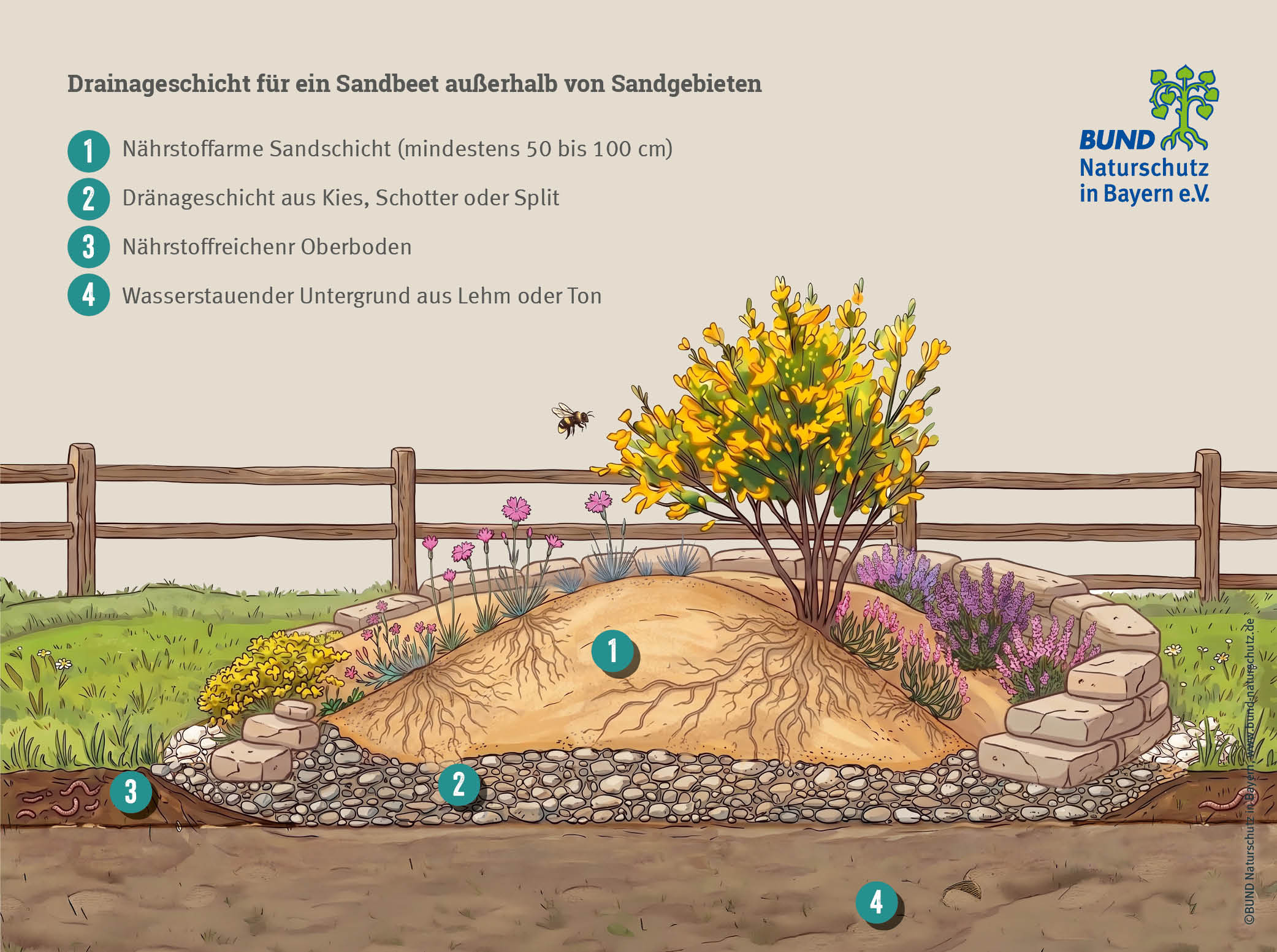 Sandgarten anlegen: Grafik eines Sandbeets mit Drainage und typischen Pflanzen