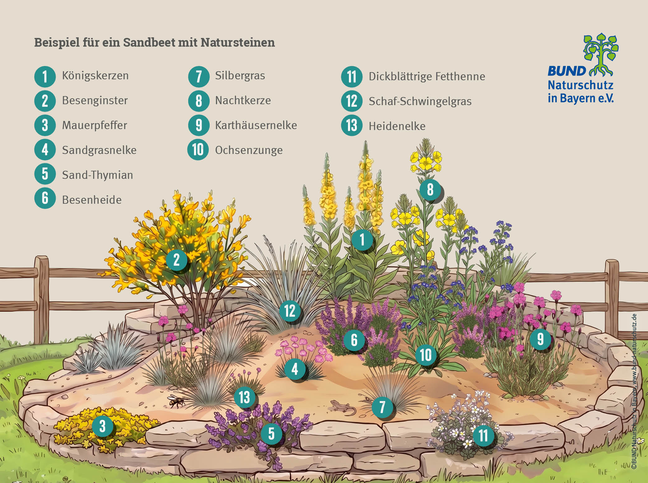 Sandgarten anlegen: Grafik eines Sandbeets mit einer Einfassung aus Natursteinen und typischen Pflanzen