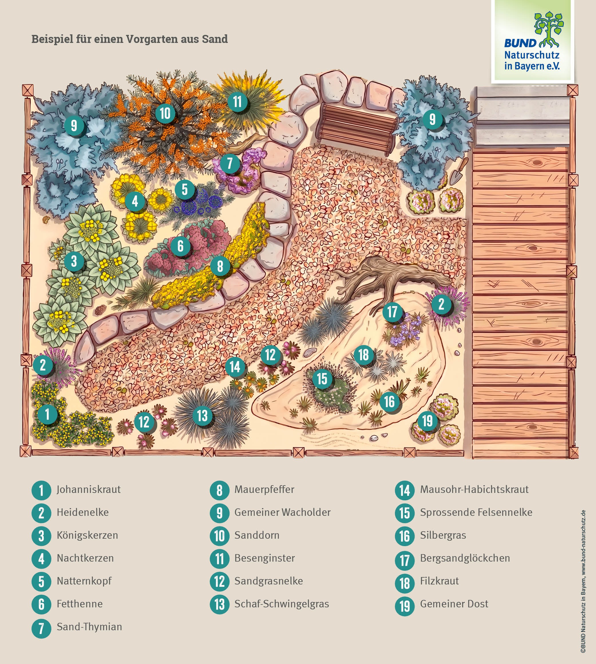 Sandgarten anlegen: Grafik eines Vorgartens aus Sand mit typischen Pflanzen und Gestaltungselementen