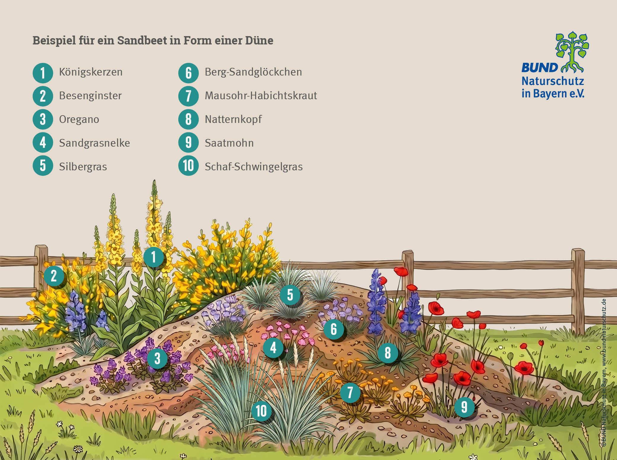 Sandgarten anlegen: Grafik eines kleinen Dünenbeets mit typischen Pflanzen