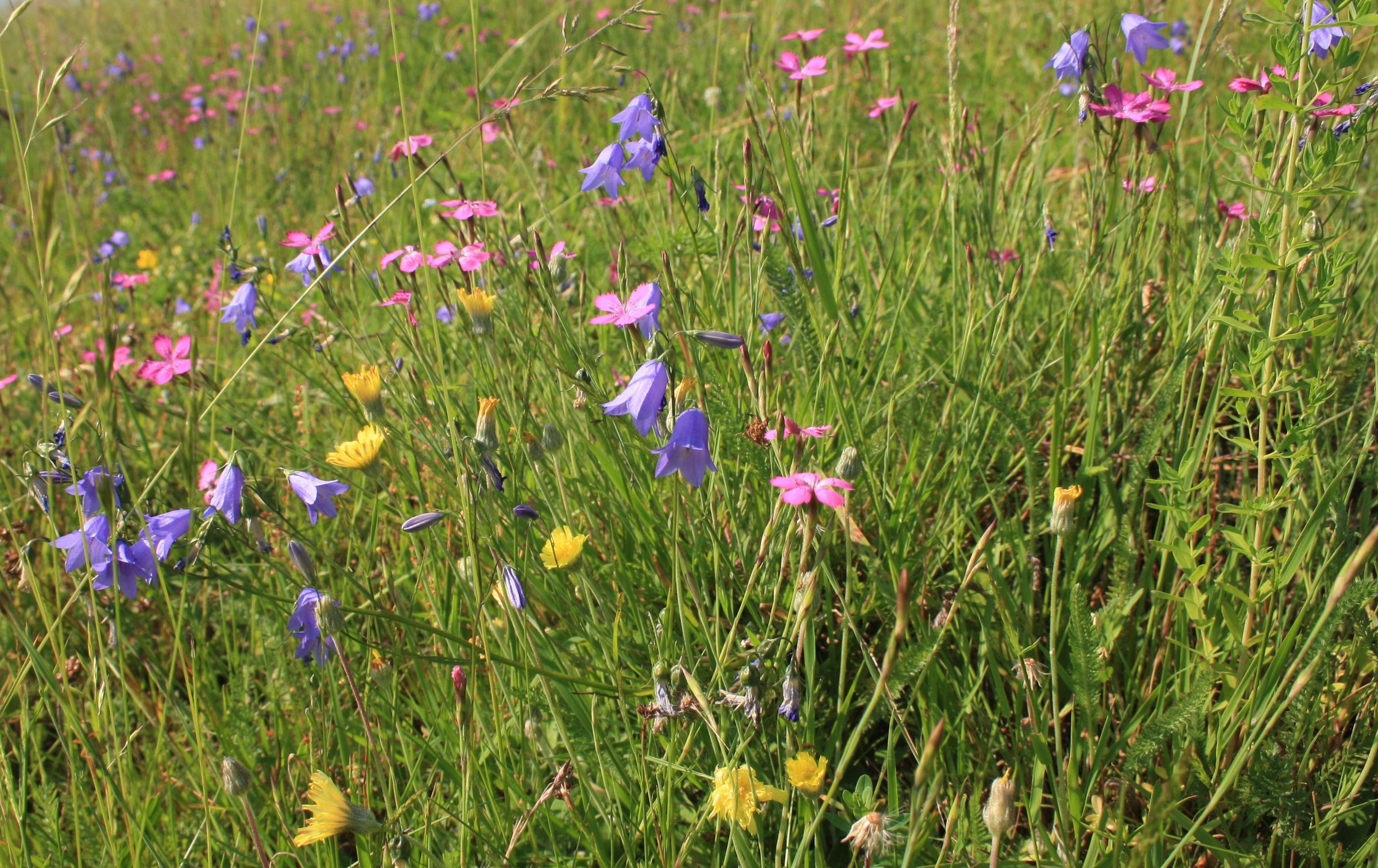 Eine Blühwiese mit zahlreichen Pflanzenarten: Ein Wildgarten bietet Artenvielfalt und Widerstandskraft