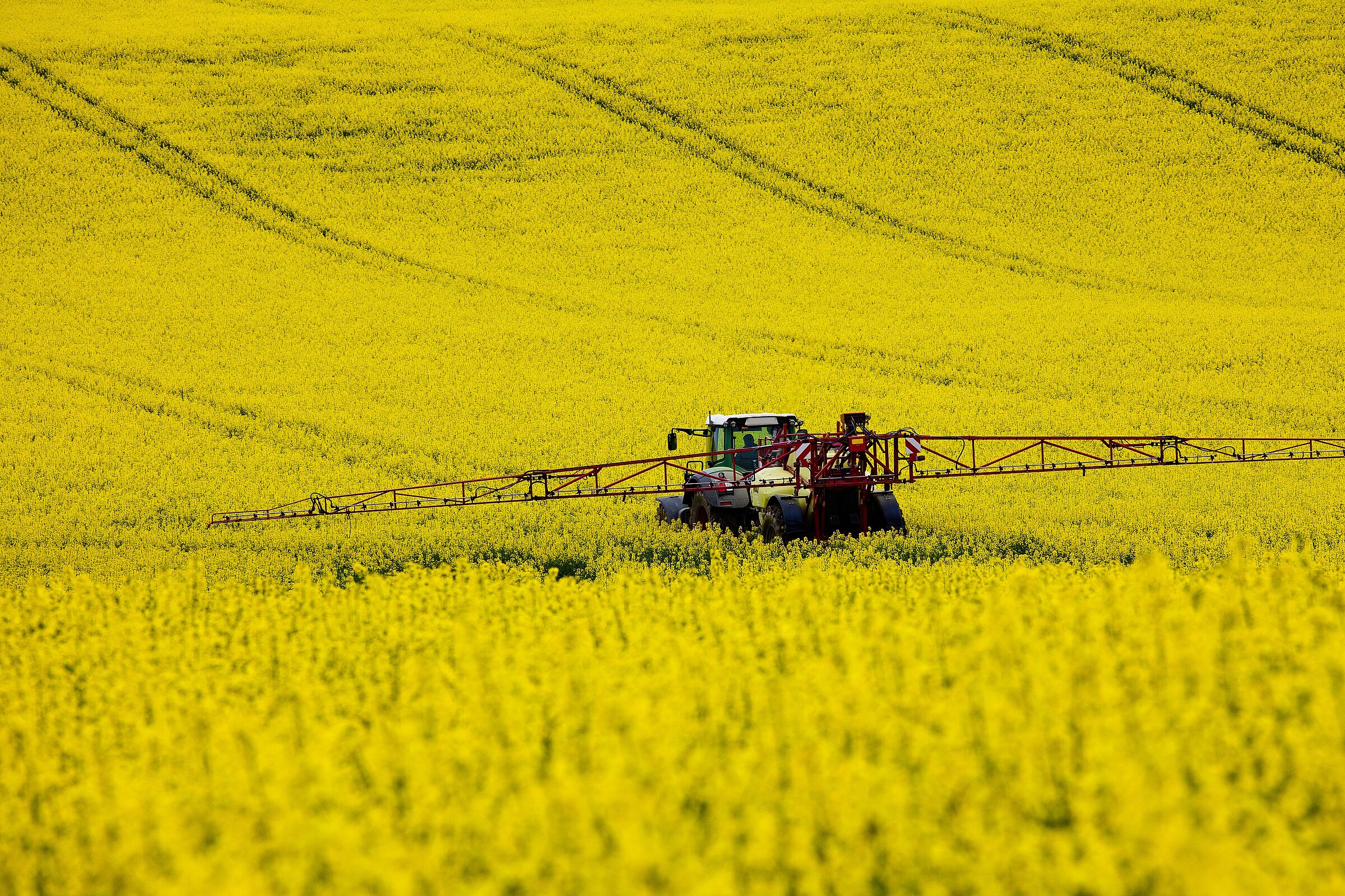 Ein Traktor im Rapsfeld: Hierzulande wird Biodiesel vorwiegend aus konventionell angebautem Raps gewonnen. (Foto: Tilo Grellmann / stock.adobe.com)