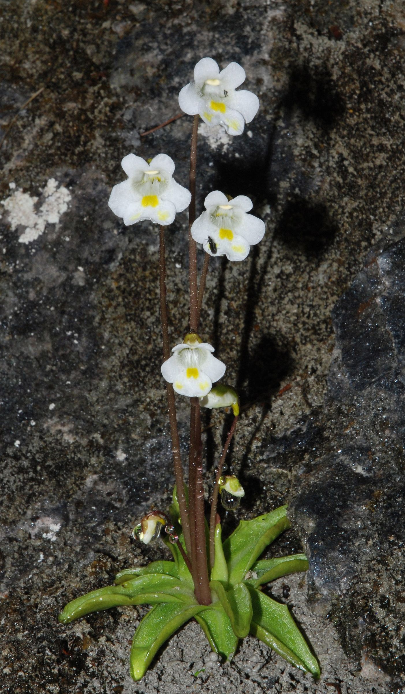 Alpen-Fettkraut mit vier Blüten, auf einer davon sitzt eine Fliege. (Foto: User-Tigerente/Wikimedia Commons)