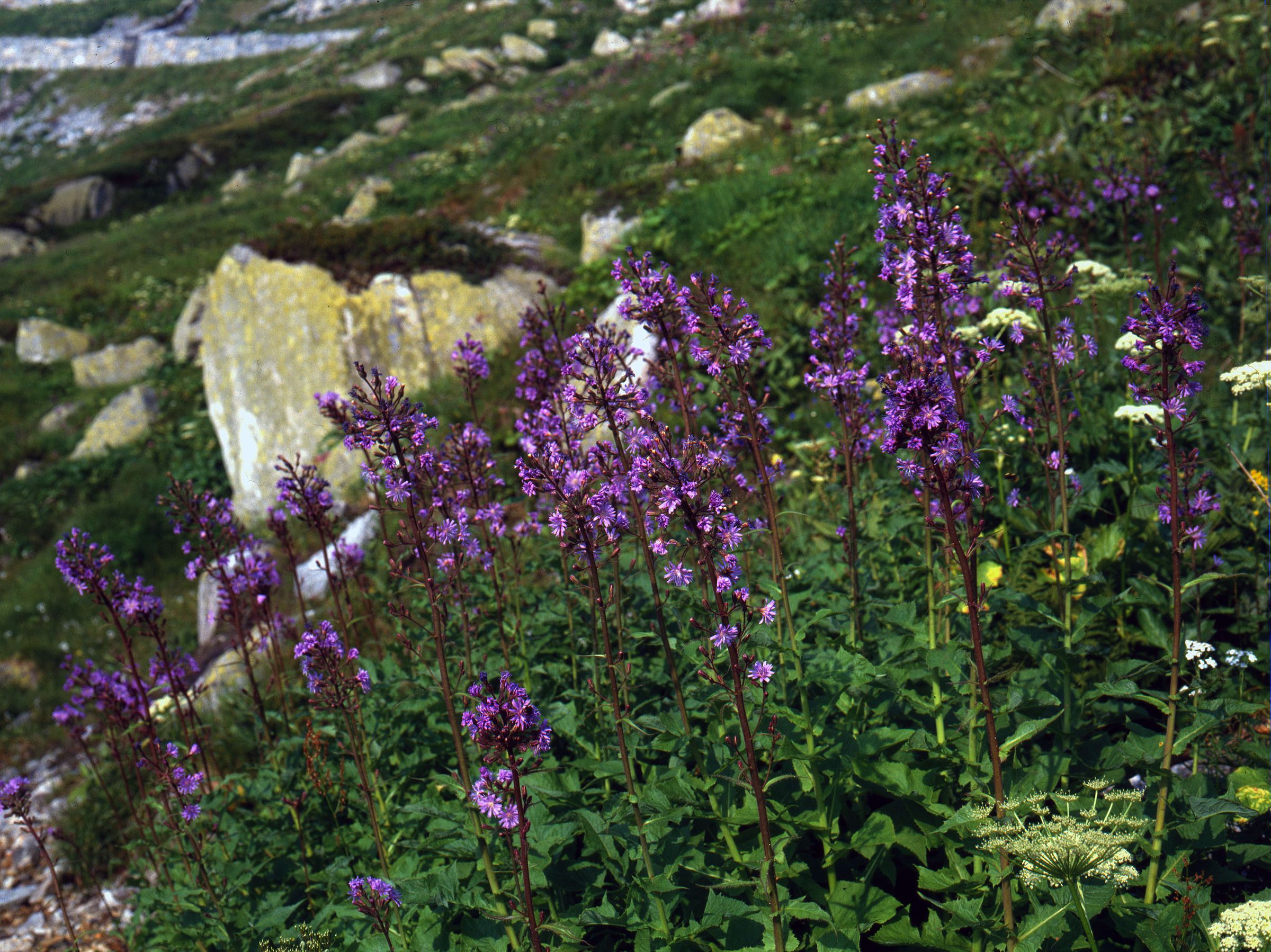 Alpen-Milchlattich (Foto: Wolfgang Willner)