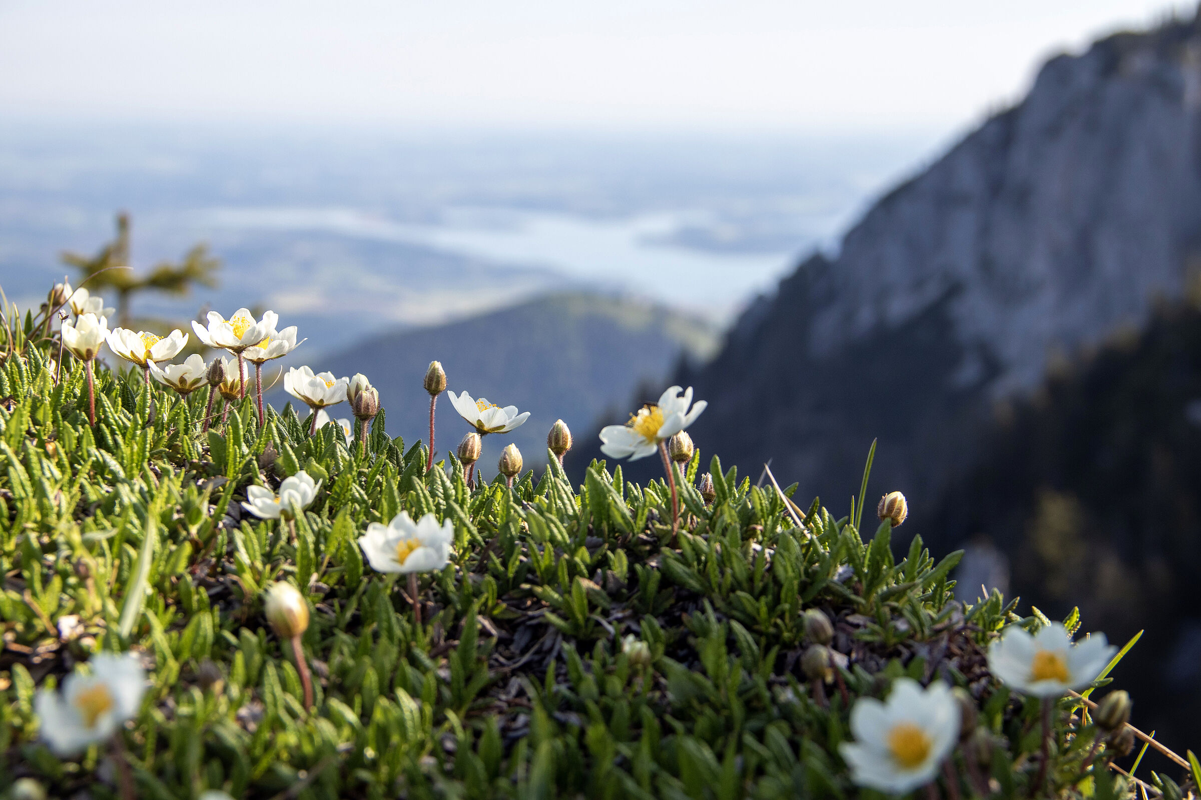 Die Blütenvielfalt von Alpenpflanzen im Vordergrund, im Hintergrund Allgäuer Berge in blauem Dunst (Foto: megakunstfoto/AdobeStock)