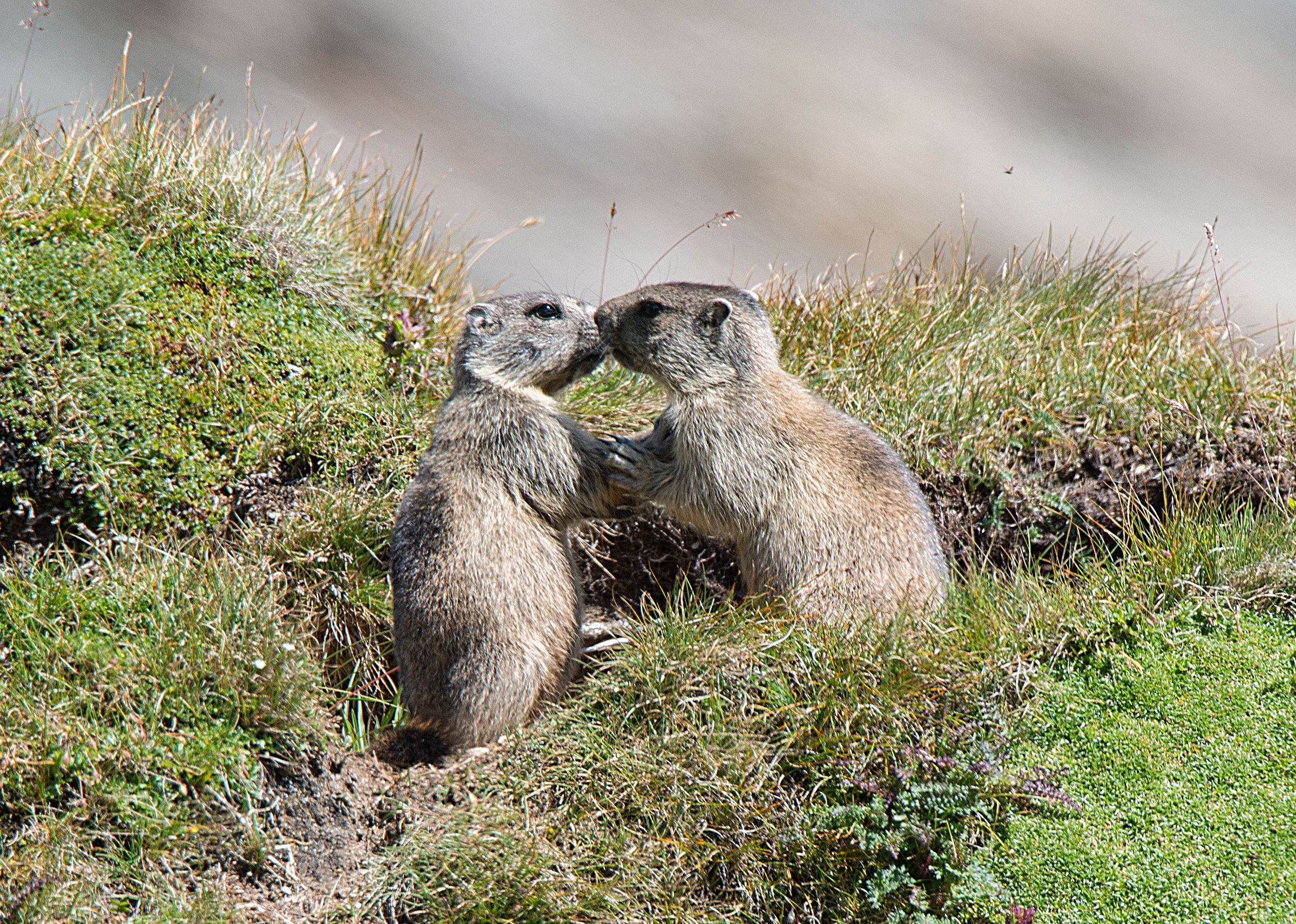 Zwei Alpenmurmeltiere – es scheint, als wollten sie sich umarmen (Foto: Wolfgang Willner)