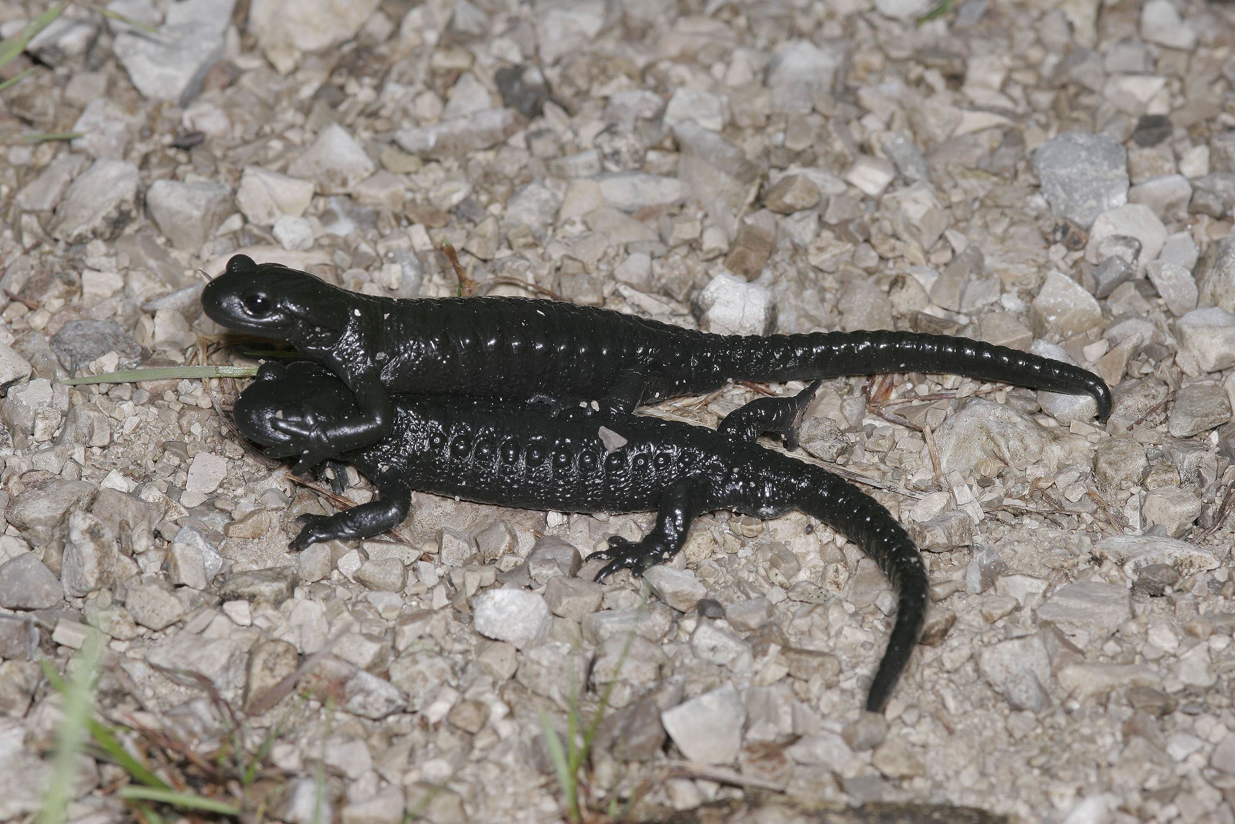 Zwei schwarze Alpensalamander auf hellgrauem Kies (Foto: Wolfgang Willner)