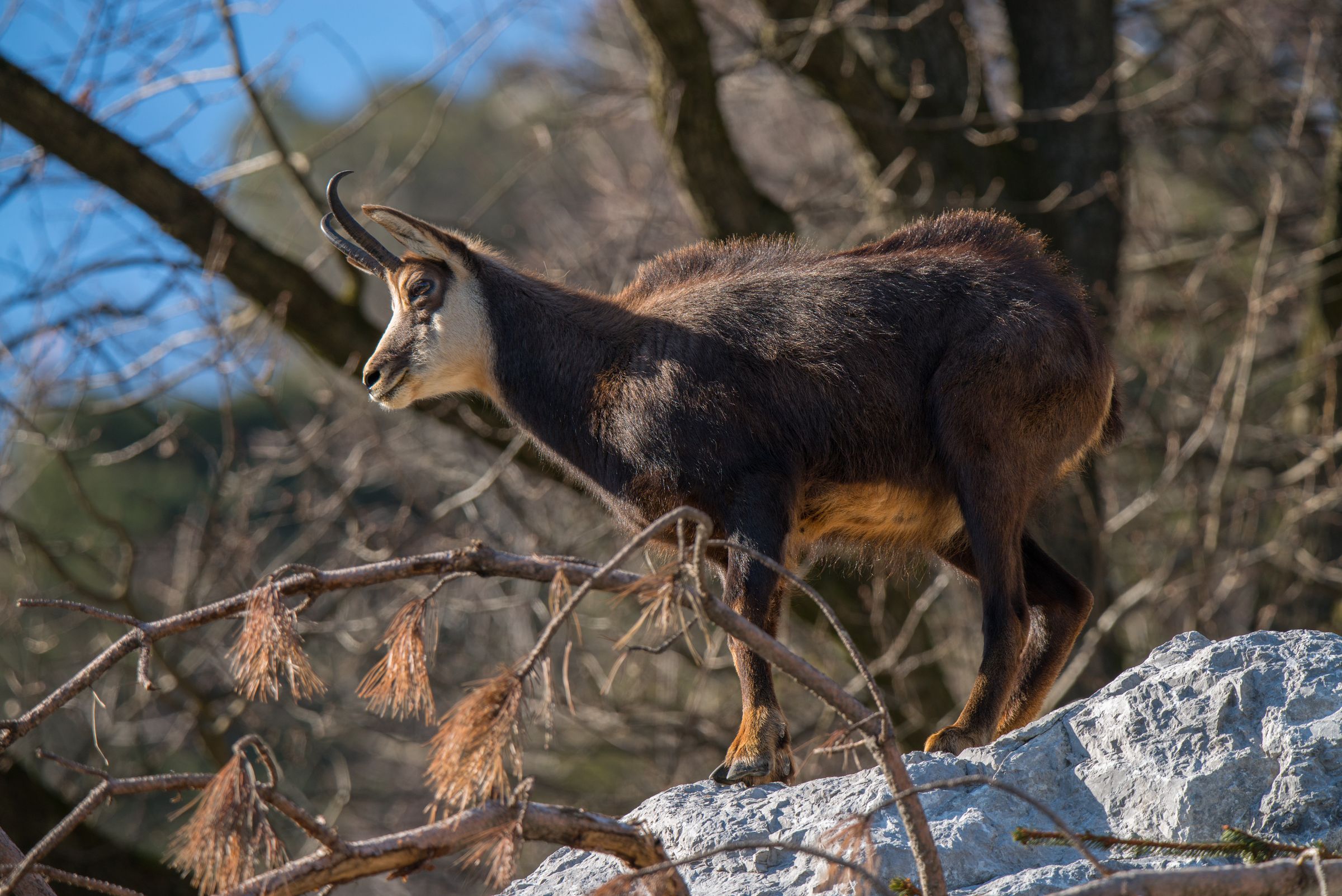 Eine Gams steht auf einem Felsvorsprung in der Sonne. (Foto: Wolfgang Willner)