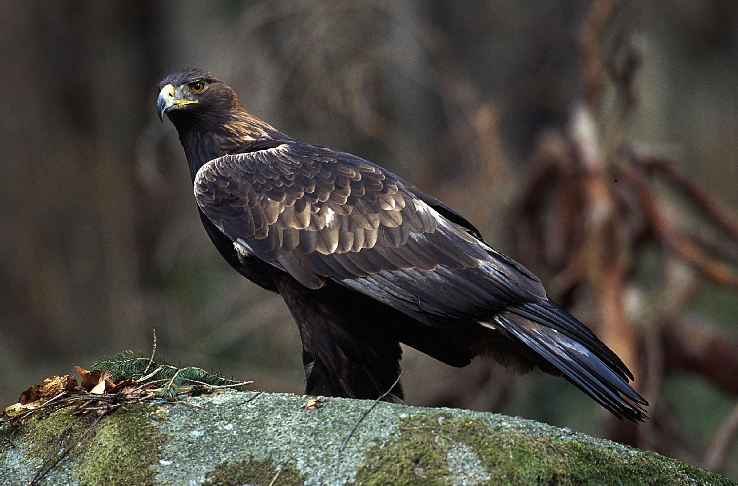 Ein Steinadler im Profil (Foto: Wolfgang Willner)