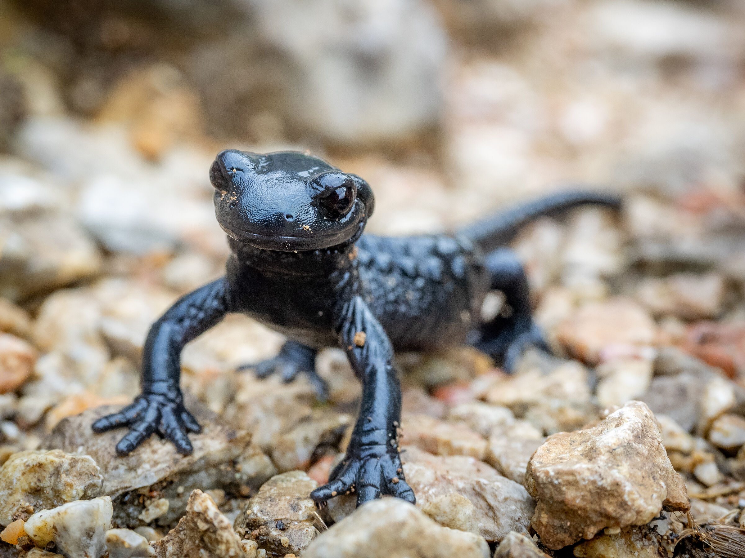 Alpensalamander schaut in Kamera