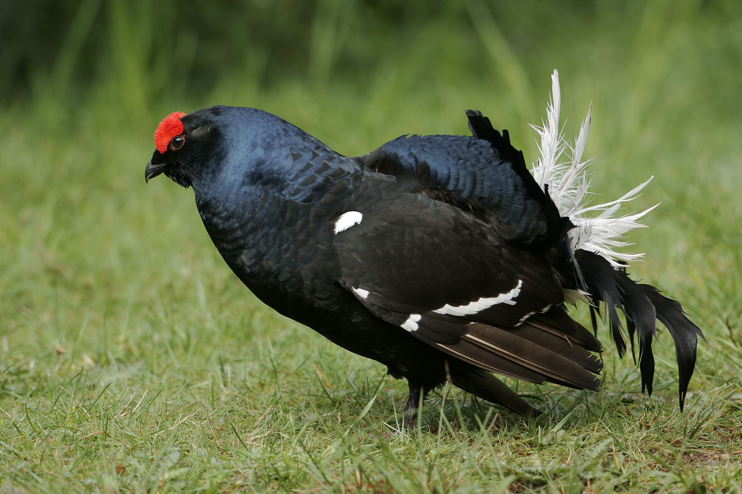 Ein schwarzer Birkhahn in Balzpose. (Foto: Wolfgang Willner)