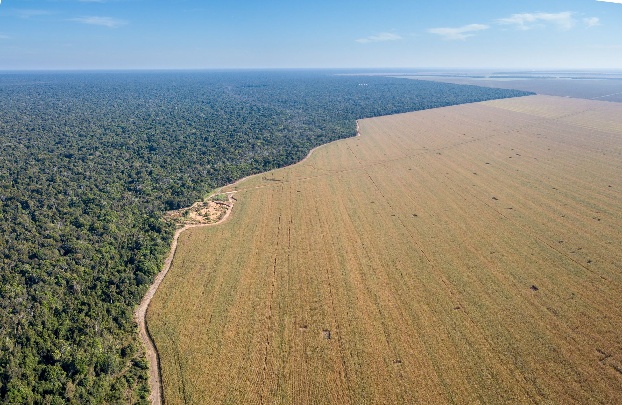 Agrarpolitik: Riesige abgeholzte Soja-Anbauflächen grenzen an brasilianischen Regenwald