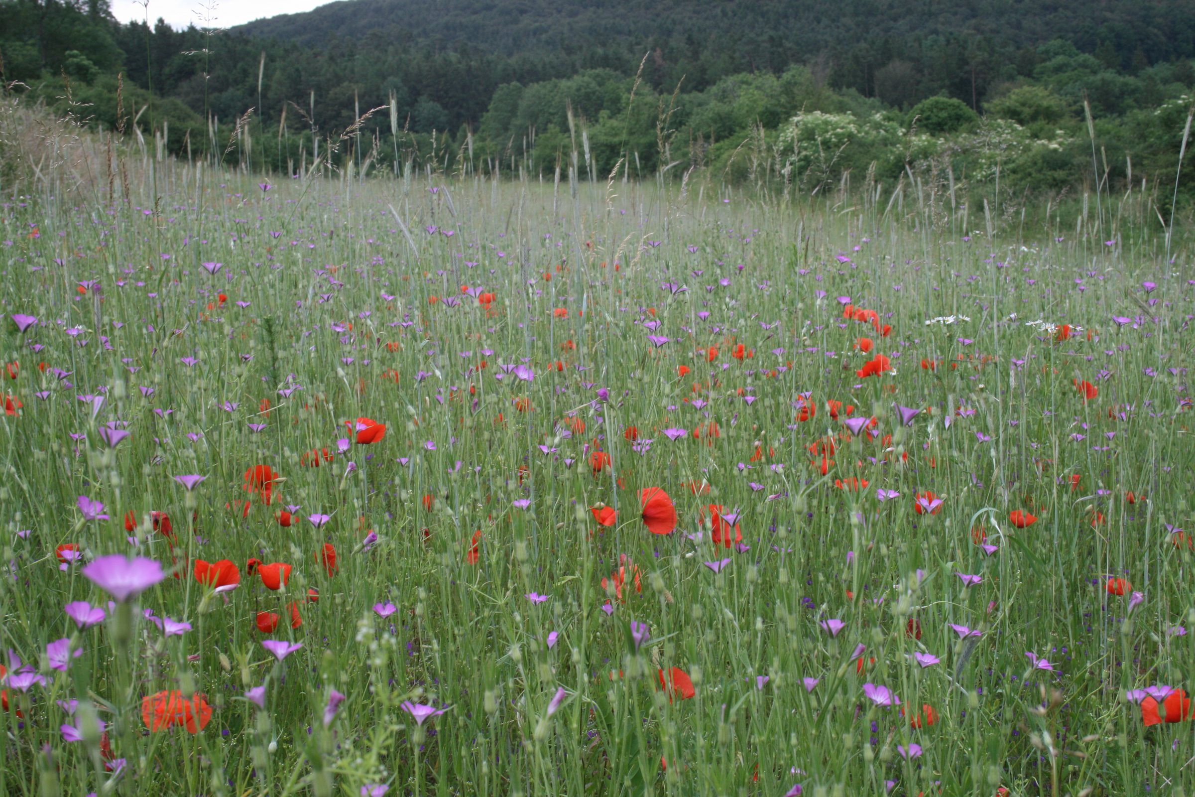 Ein Getreideacker mit bunten Ackerwildkräutern. Auf diesem Siegeracker wachsen 75 verschiedene Arten von Ackerwildkräutern. (Foto: LfL)