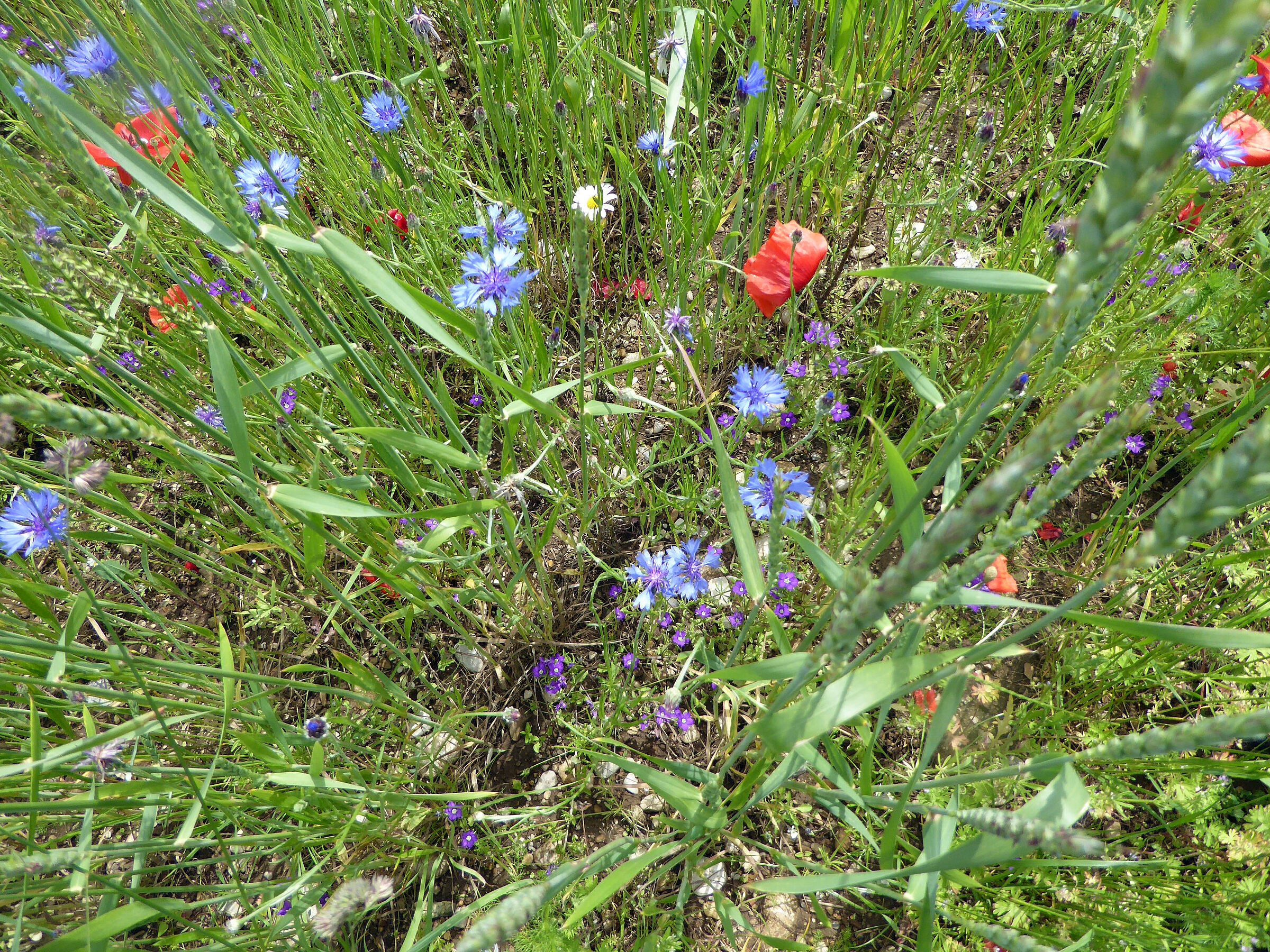 Ackerwildkräuter: Ein Kornfeld von oben mit Kornblume, Mohn und Frauenspiegel