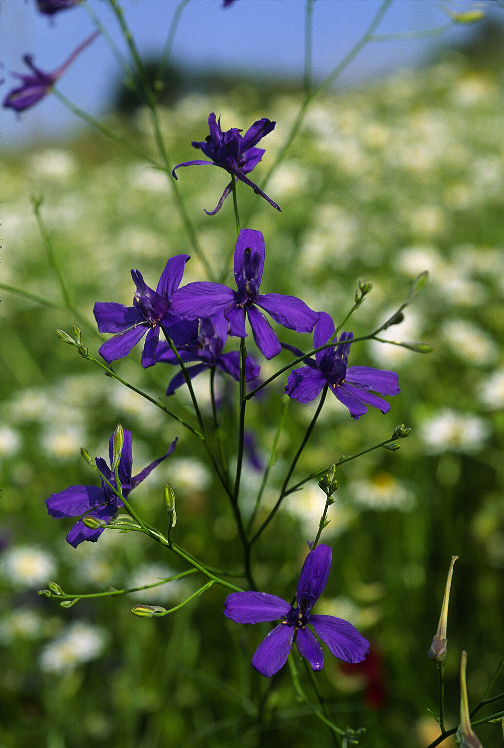 Das gefaehrdete Ackerwildkraut Acker-Rittersporn - ein Blütenstand mit mehreren zarten dunkellila Blüten