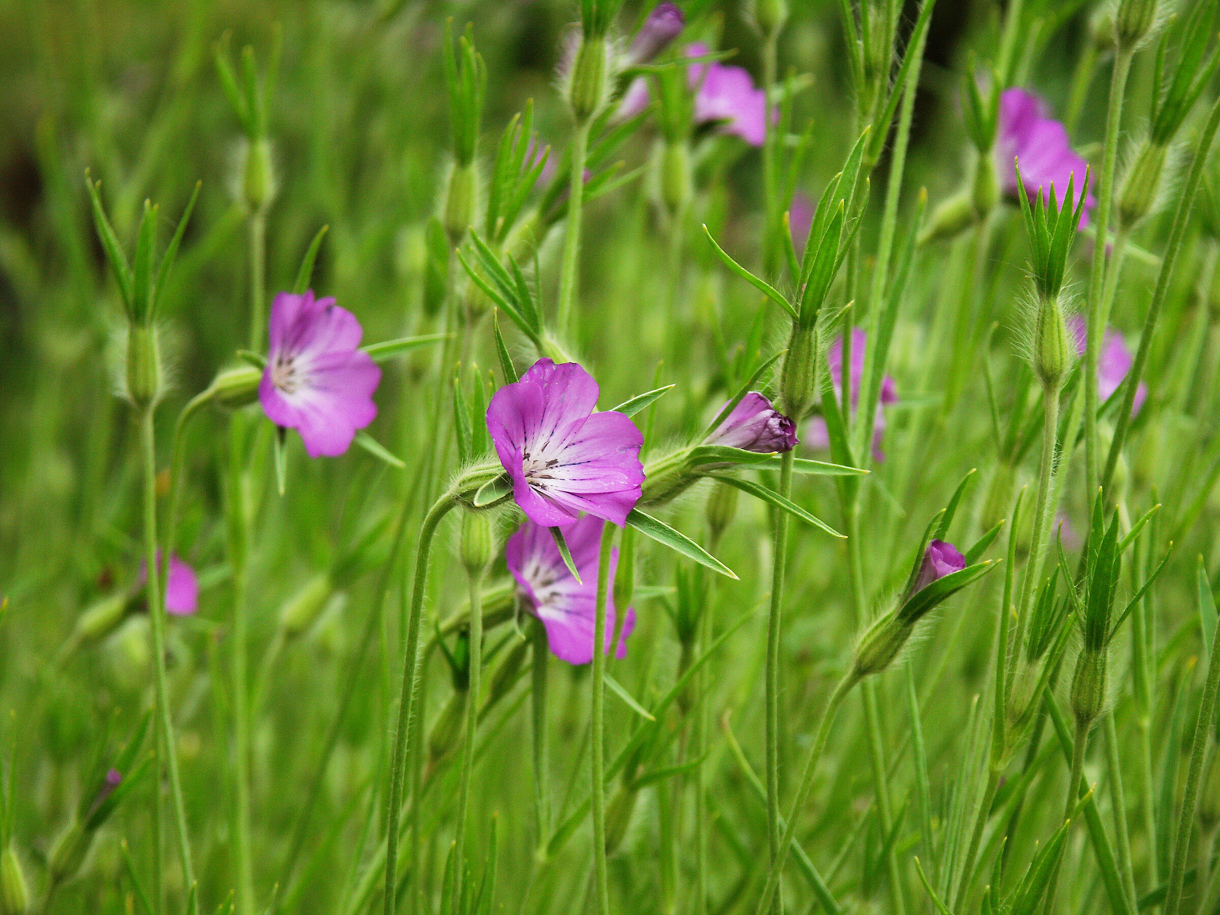 Eine Wiese mit dem pinkfarbenen Ackerwildkraut Konrade