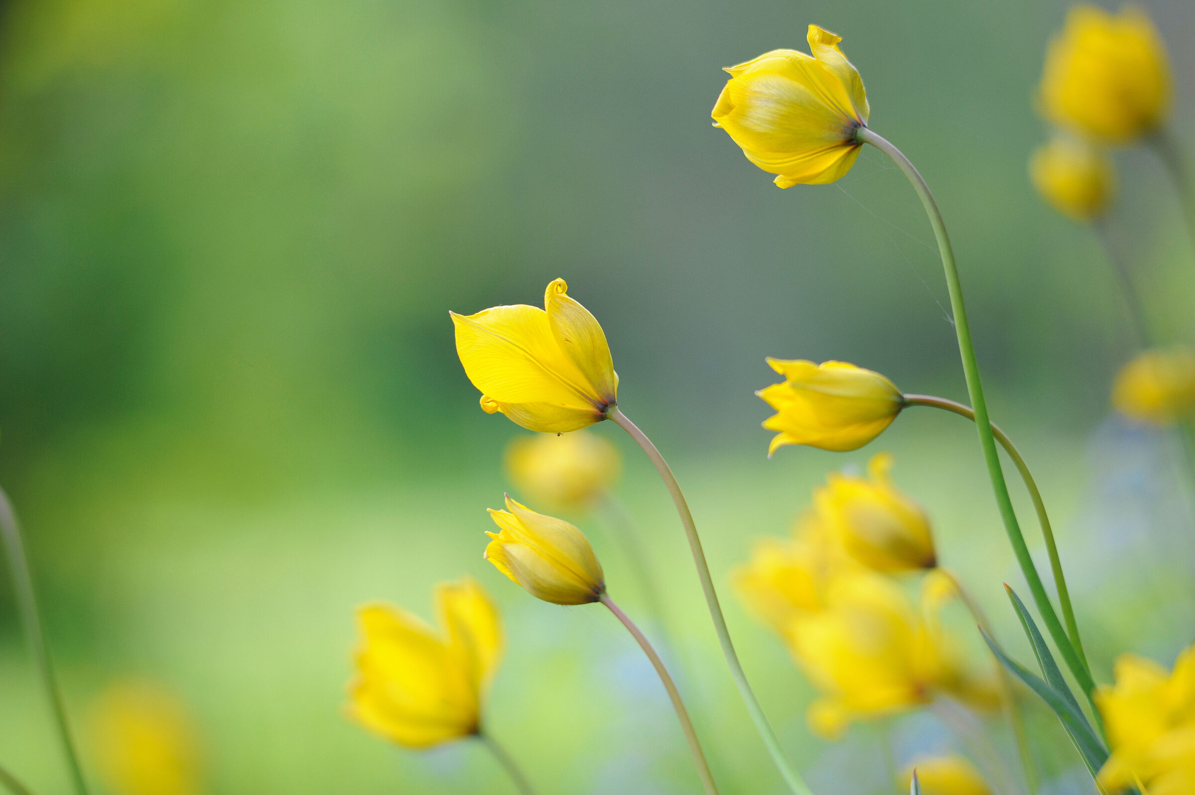 Wilde Tulpe (Foto: ekim - stock.adobe.com)