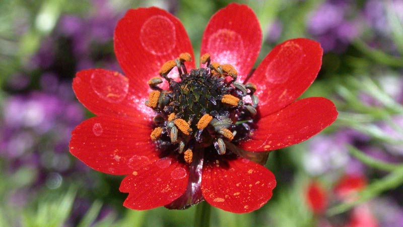 Ein Flammendes Adonisroeschen. Das Ackerwildkraut ist flammend rot mit einem schwarzen Blueteninneren und orangen Staubblaettern