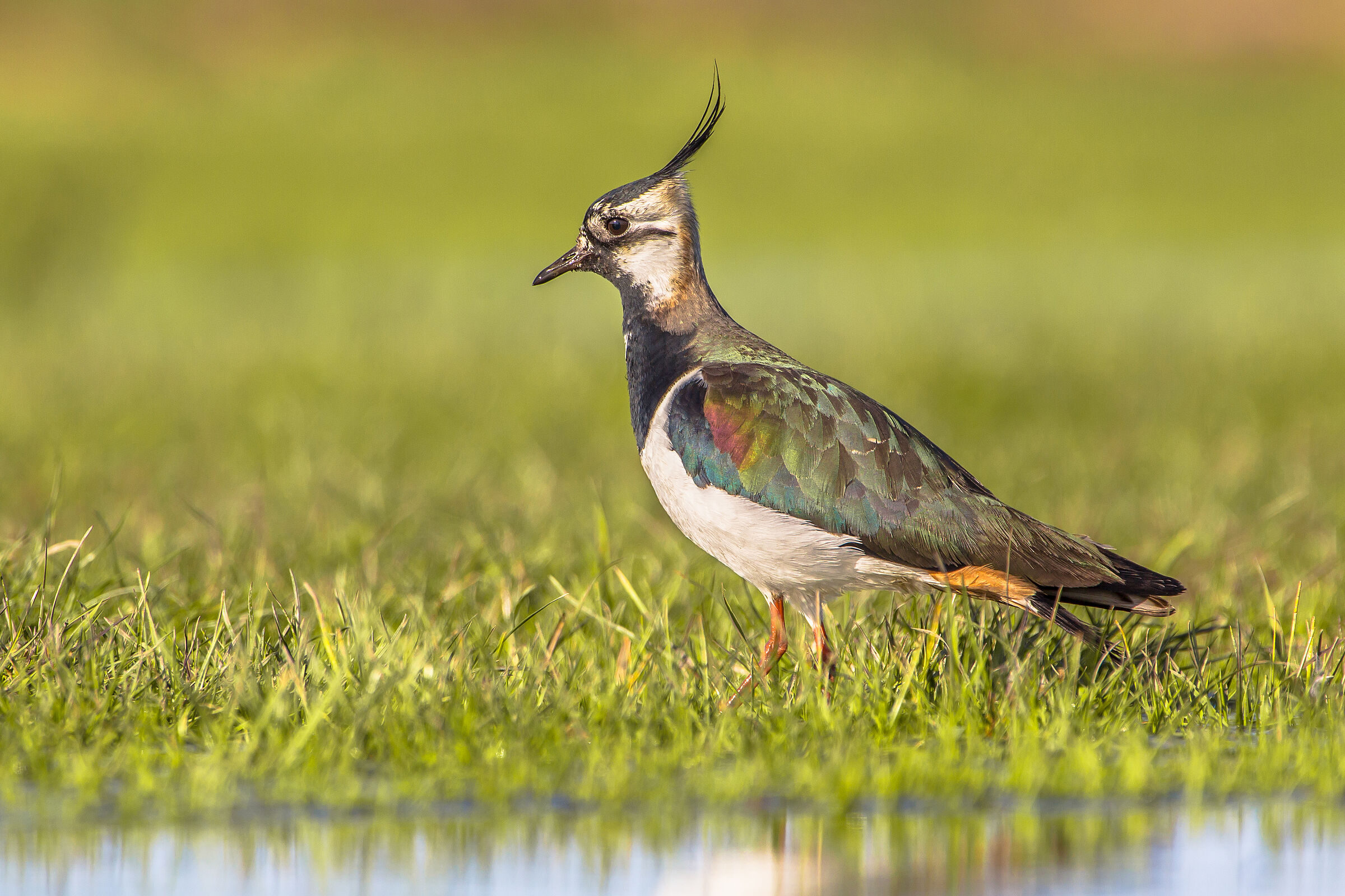 Kiebitz im Mertinger Ried (Foto: creativenature.nl - stock.adobe.com)