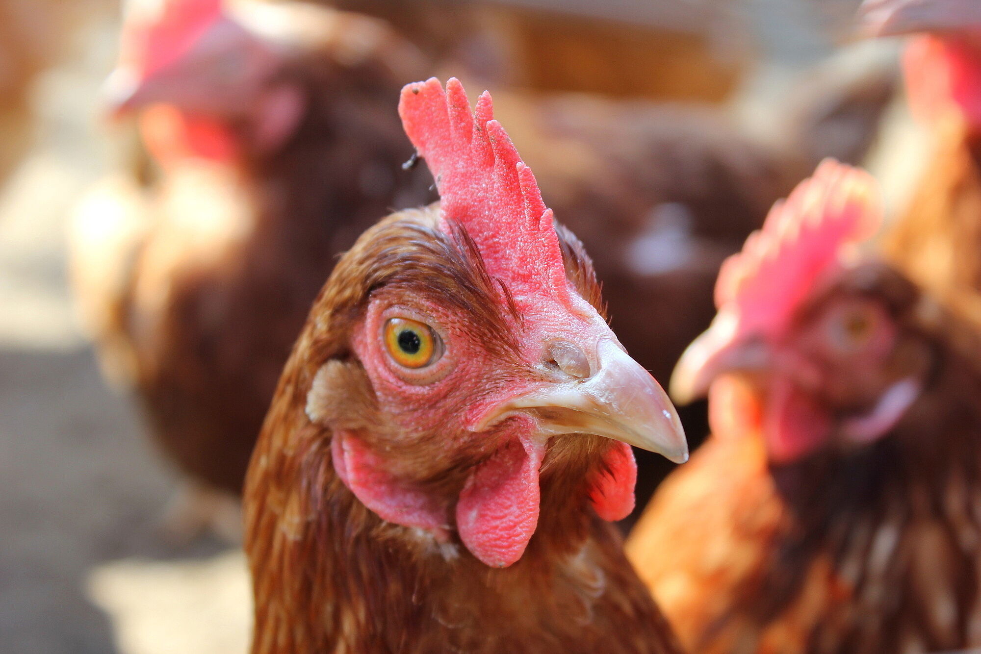 Was ist artgerechte Tierhaltung? | BUND Naturschutz