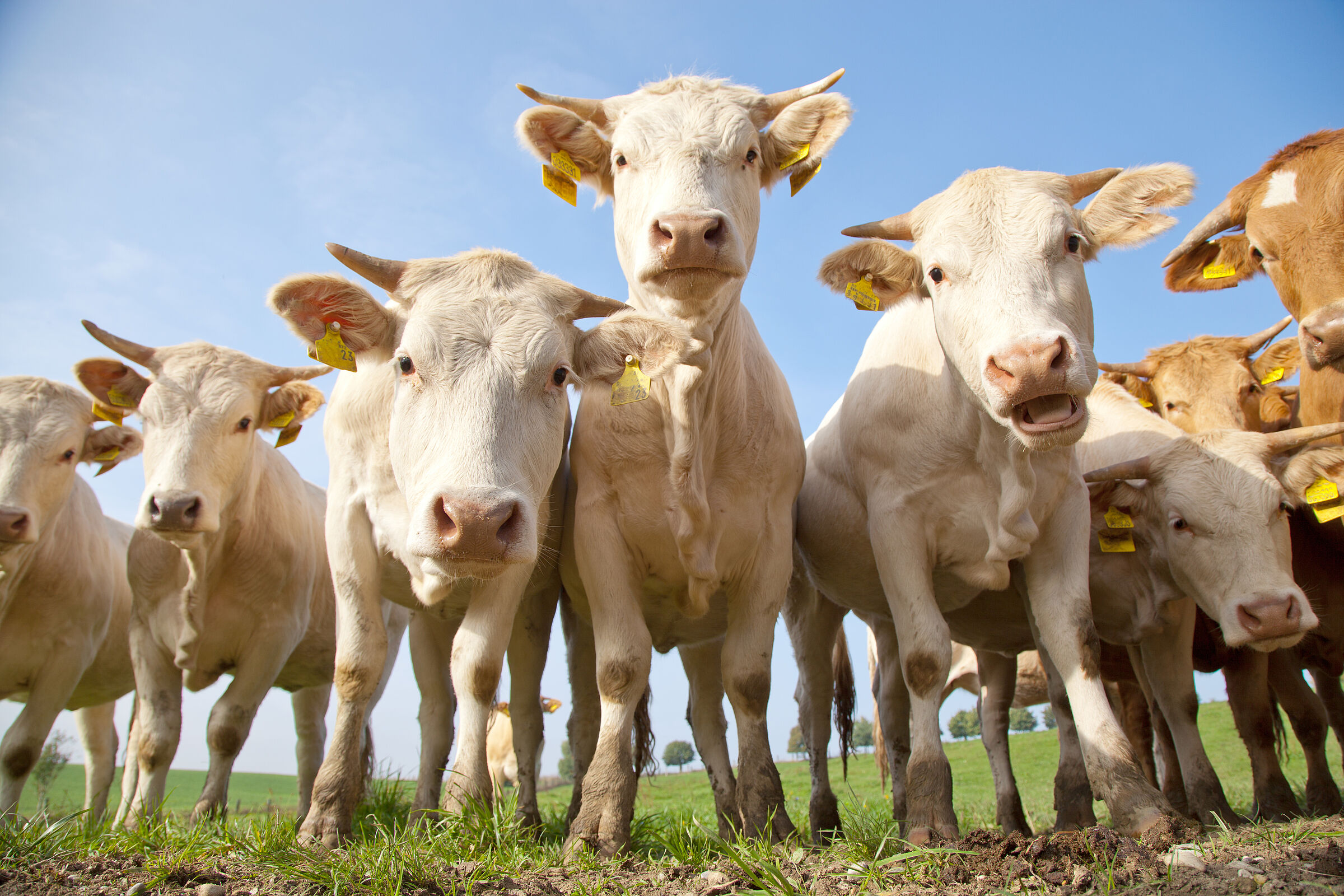 Artgerechte Tierhaltung: Eine Gruppe hellfarbener Kühe mit Hörnern auf der Weide schaut neugierig in die Kamera.