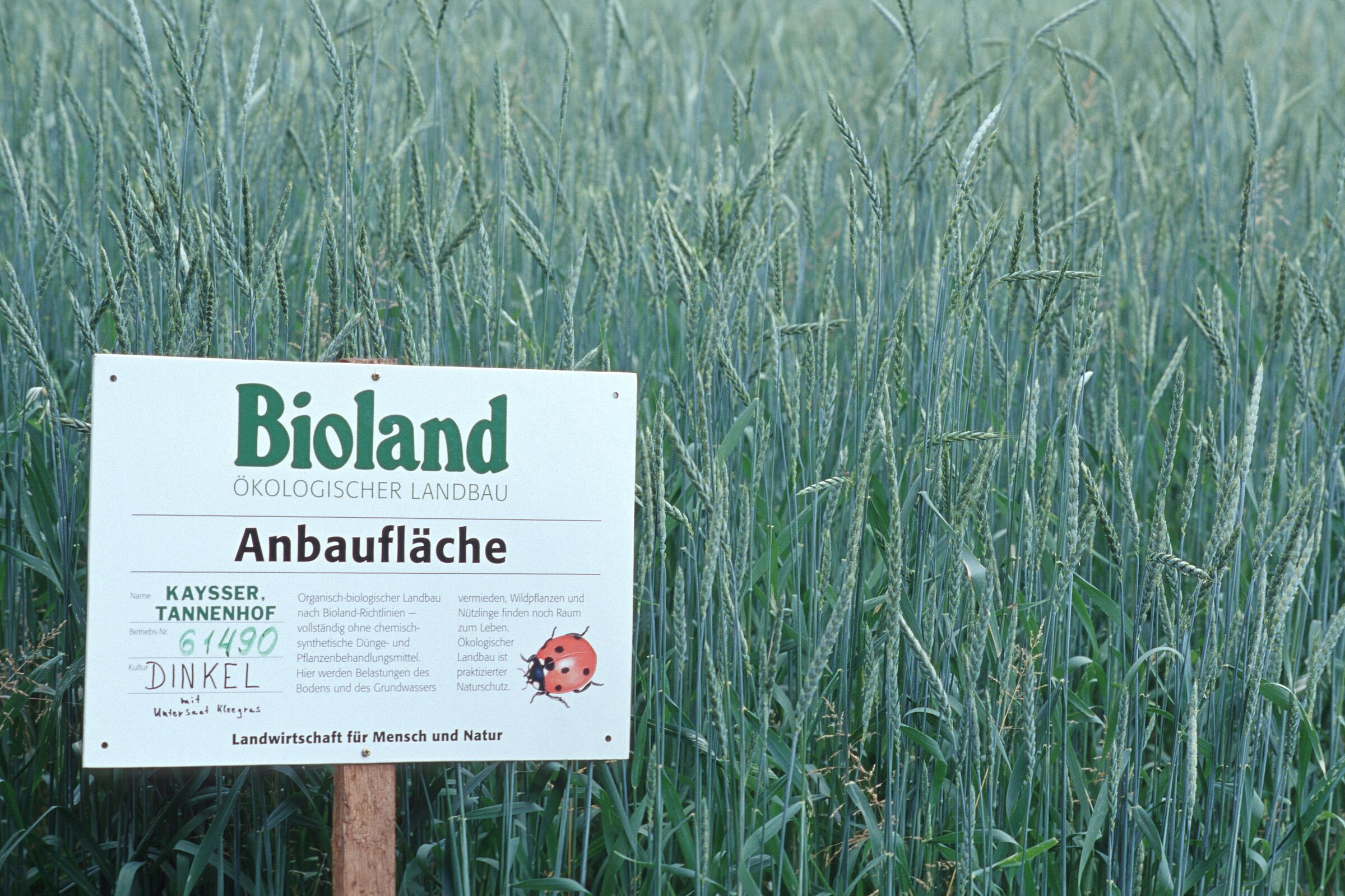 Ökologische Landwirtschaft: Bioland-Schild in einem Dinkelfeld