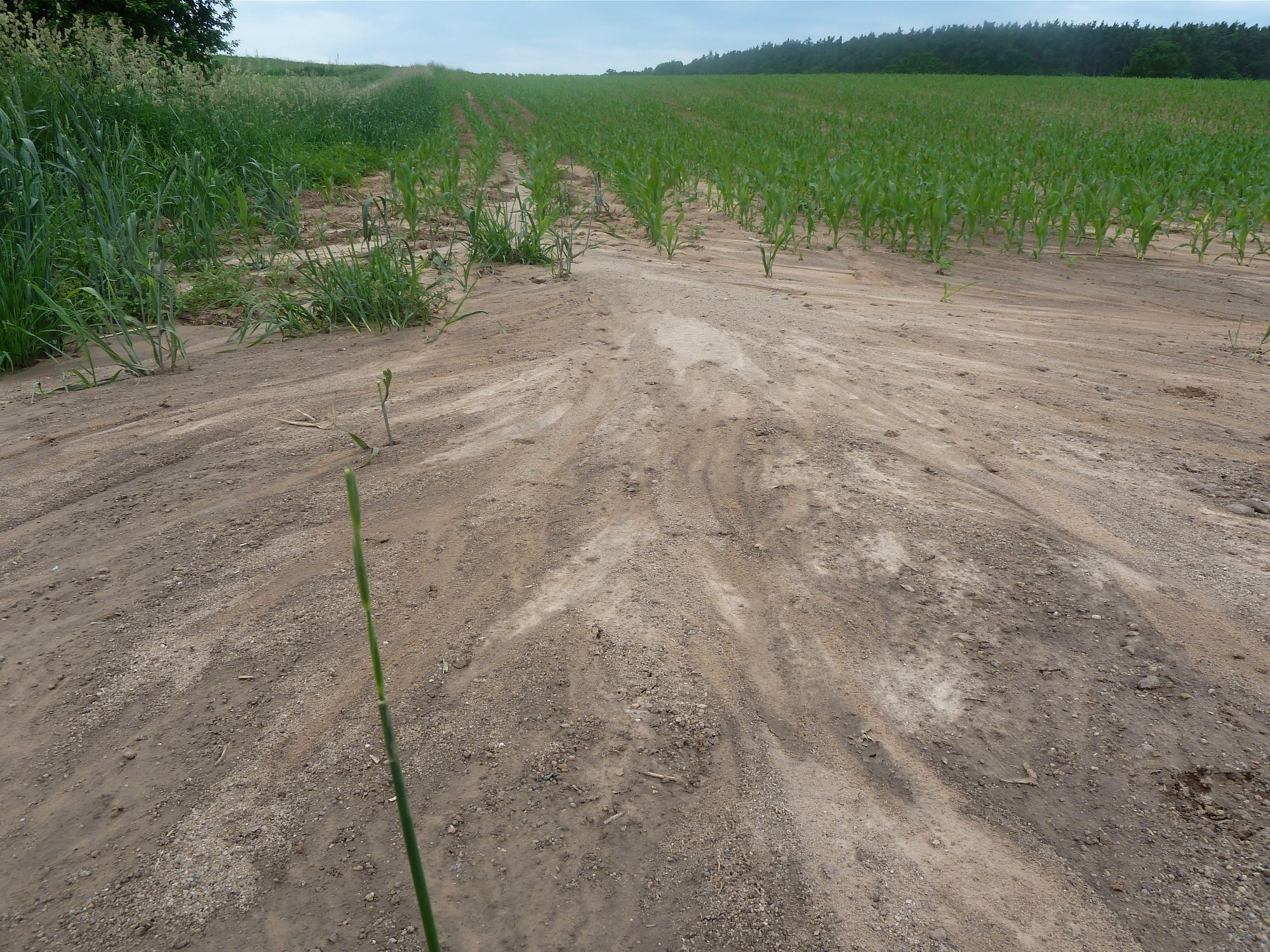 Aus einem Maisfeld herausgespülte Erde, Bodenerosion ist ein zunehmendes Problem in der Landwirtschaft (Foto: Horst Schwemmer)