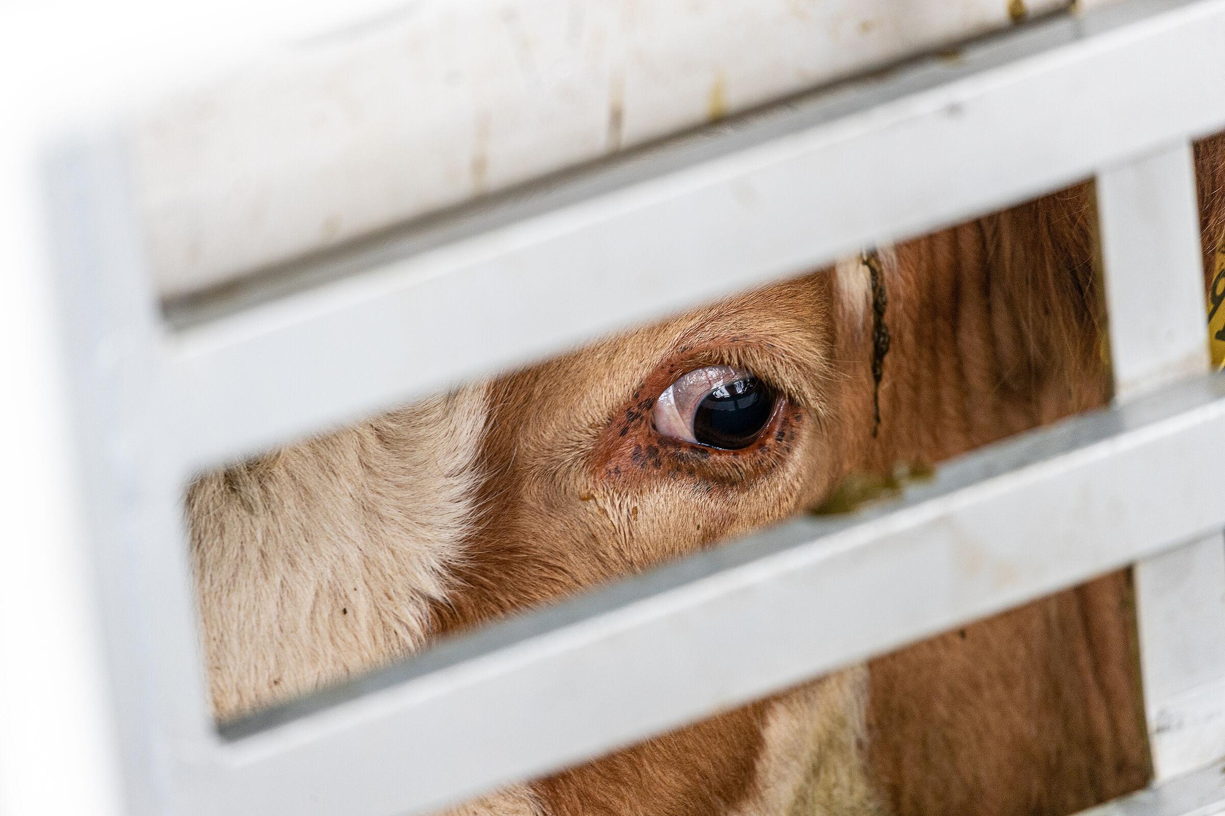 Landwirtschaft und Ernährung: Eine Kuh schaut durch das Gitter eines Tiertransporters