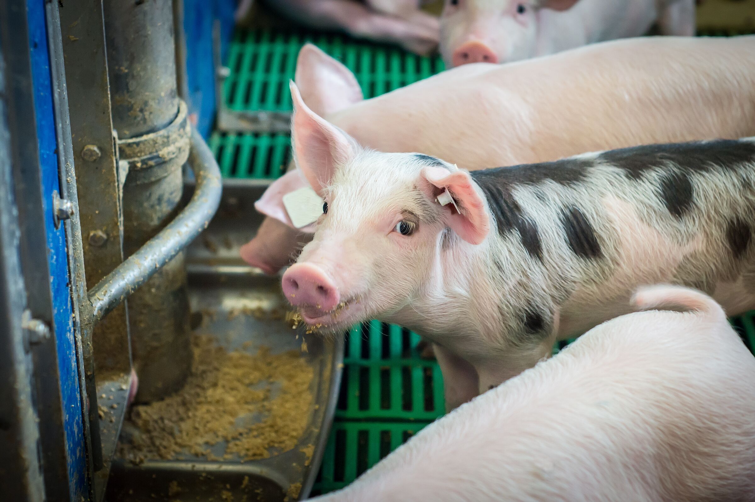 Gentechnik in der Landwirtschaft: Schwarz-rosa gefleckte Ferkel am Futtertrog