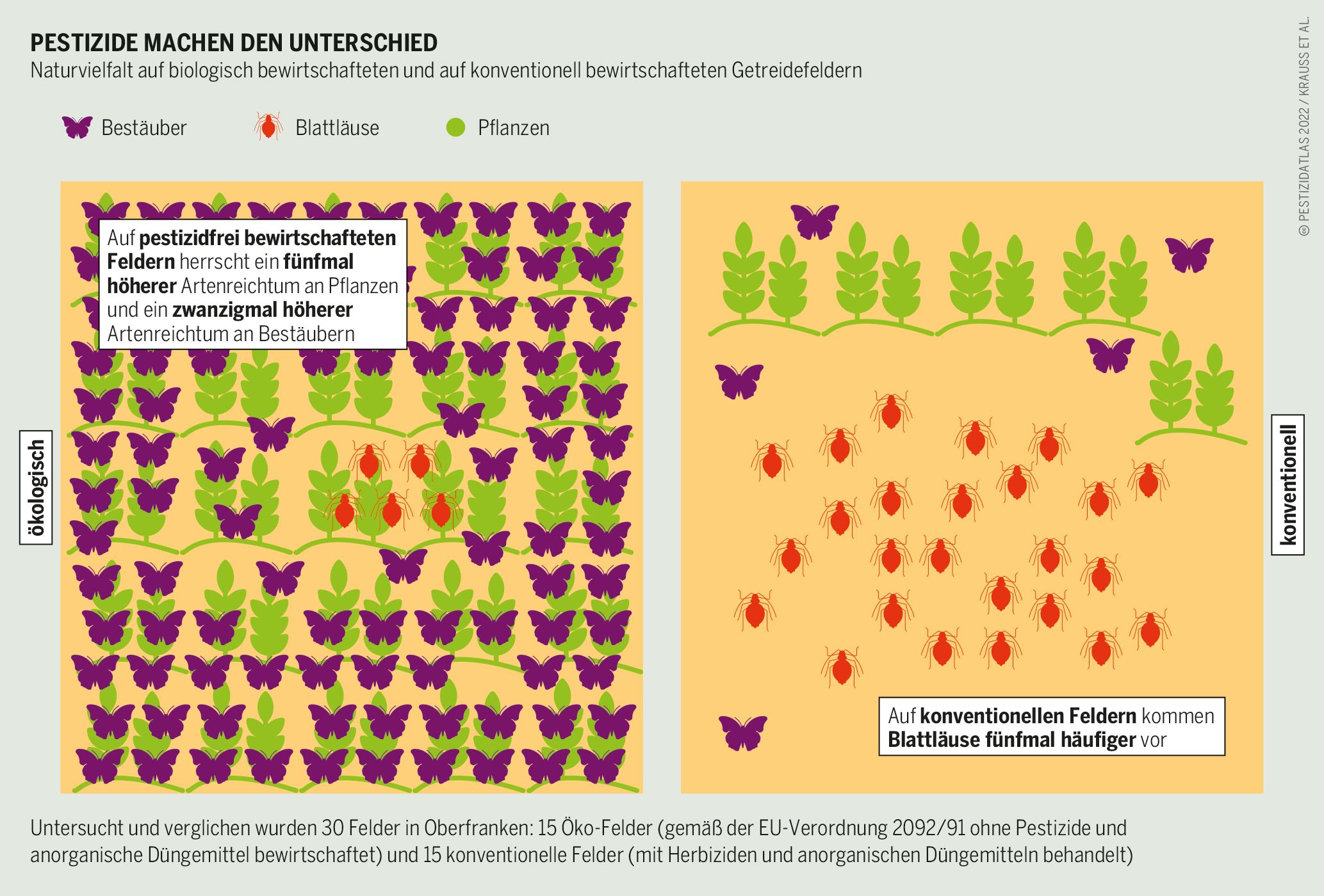Zwei Quadrate stehen für ein konventionel und ein biologisch bearbeitetes Feld. Auf dem Biofeld ist die Artenvielfalt größer, auf dem konventionellen Feld gibt es mehr Blattläuse. (Grafik: Pestizidatlas, Eimermacher/Puchalla, CC BY 4.0)