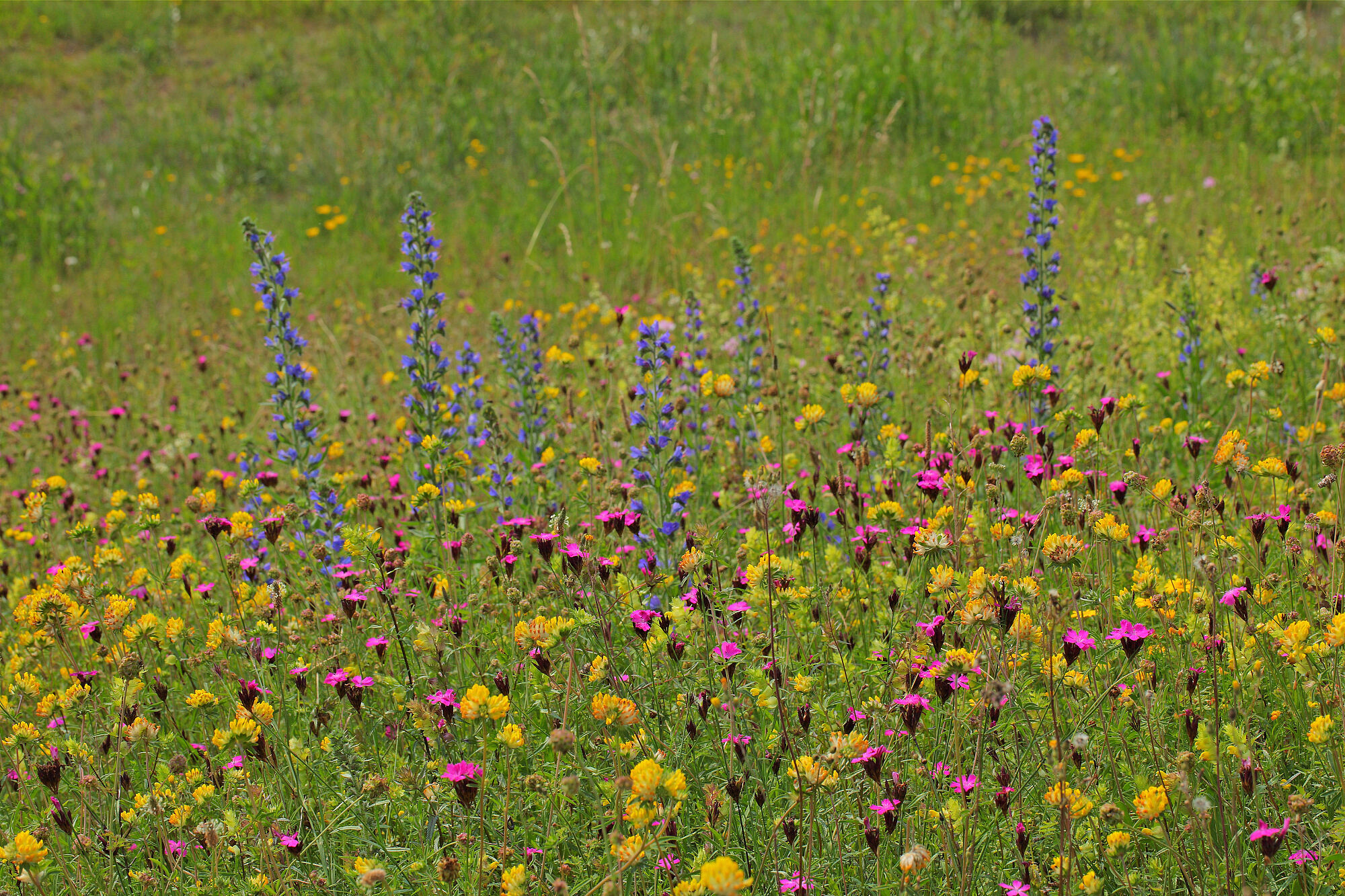 Wildblumenwiese in einer bayerischen Kommune (Foto: Wolfgang Willner) Pinke, blaue und gelbe Blumen in einer Wildblumenwiese