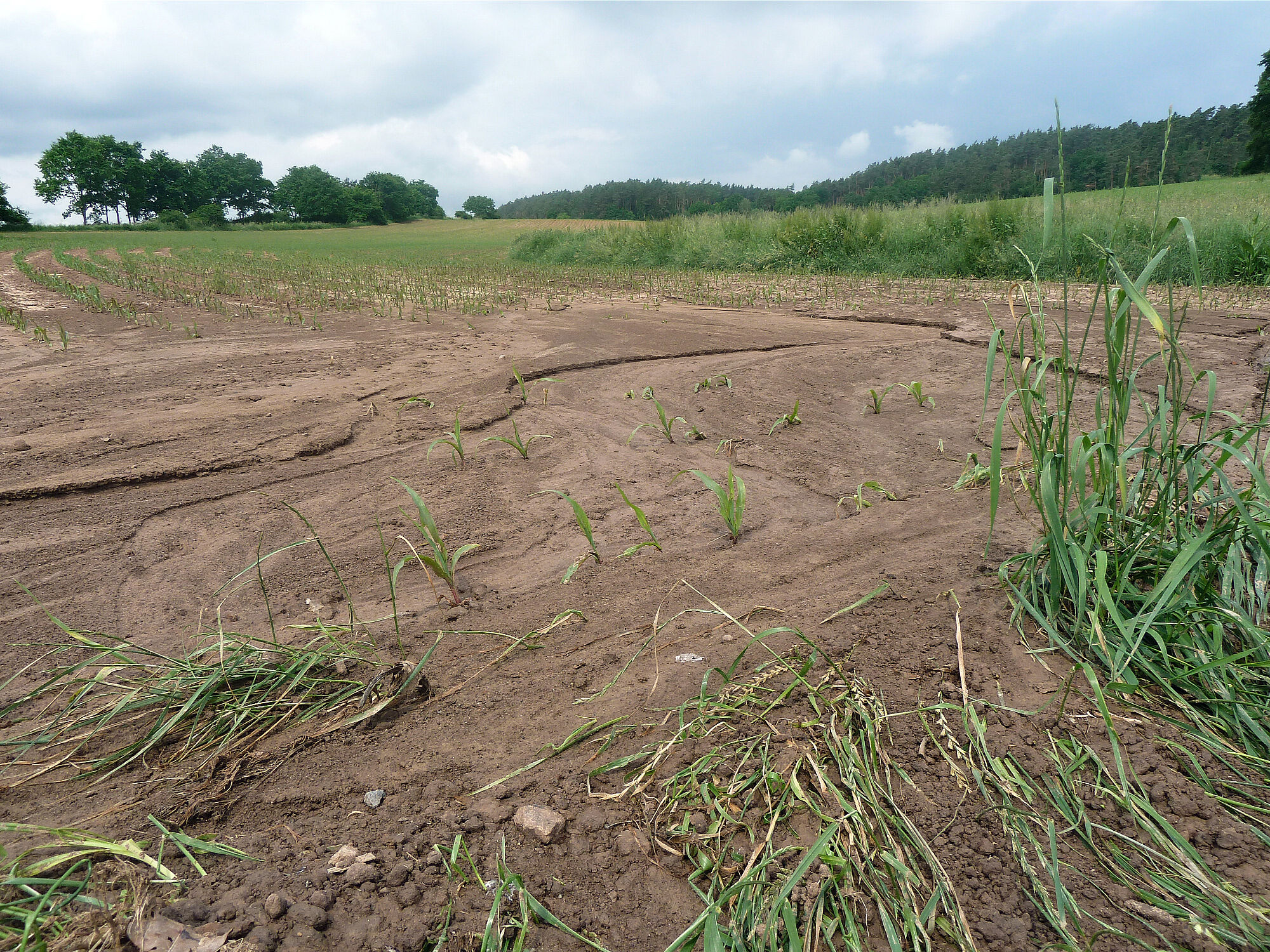 Klimawandel und Landwirtschaft: In einem Maisfeld wurde die Erde nach Starkregen den Hügel herabgeschwemmt