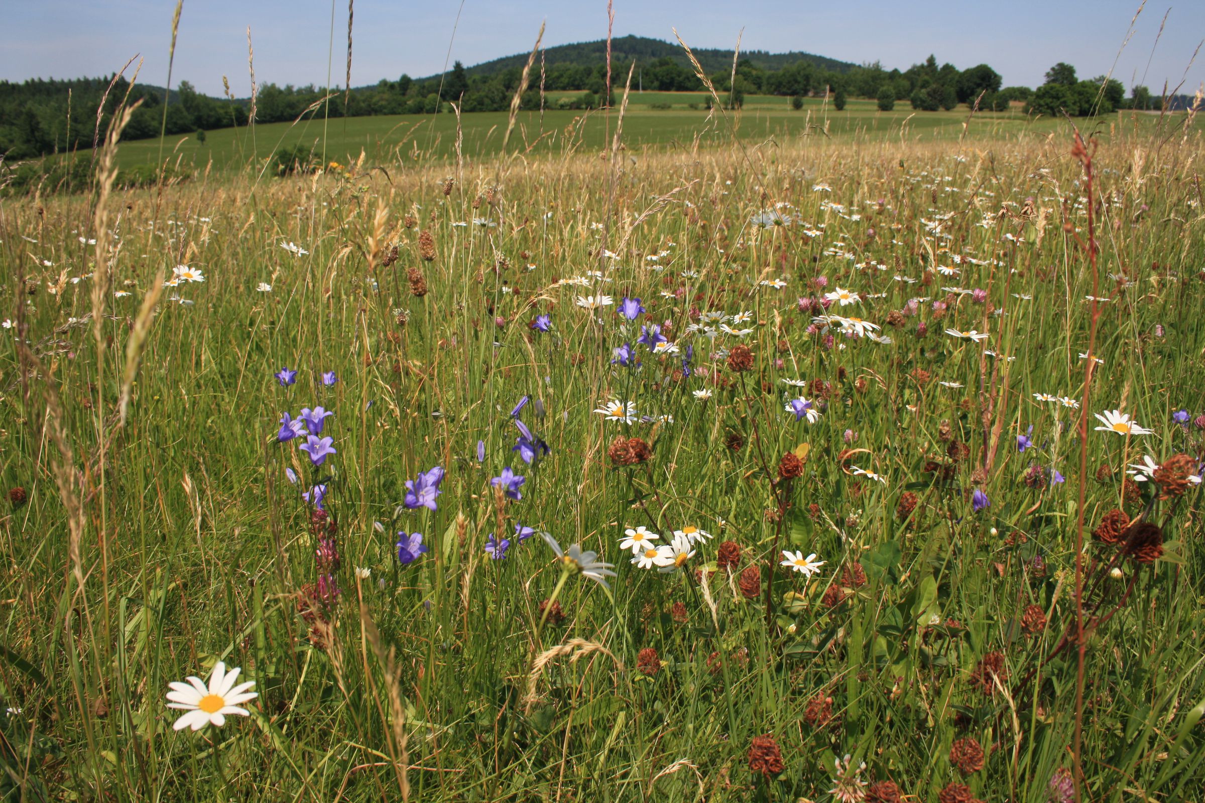 Wiesenmeisterschaft: Wiese mit vielen Wildblumen