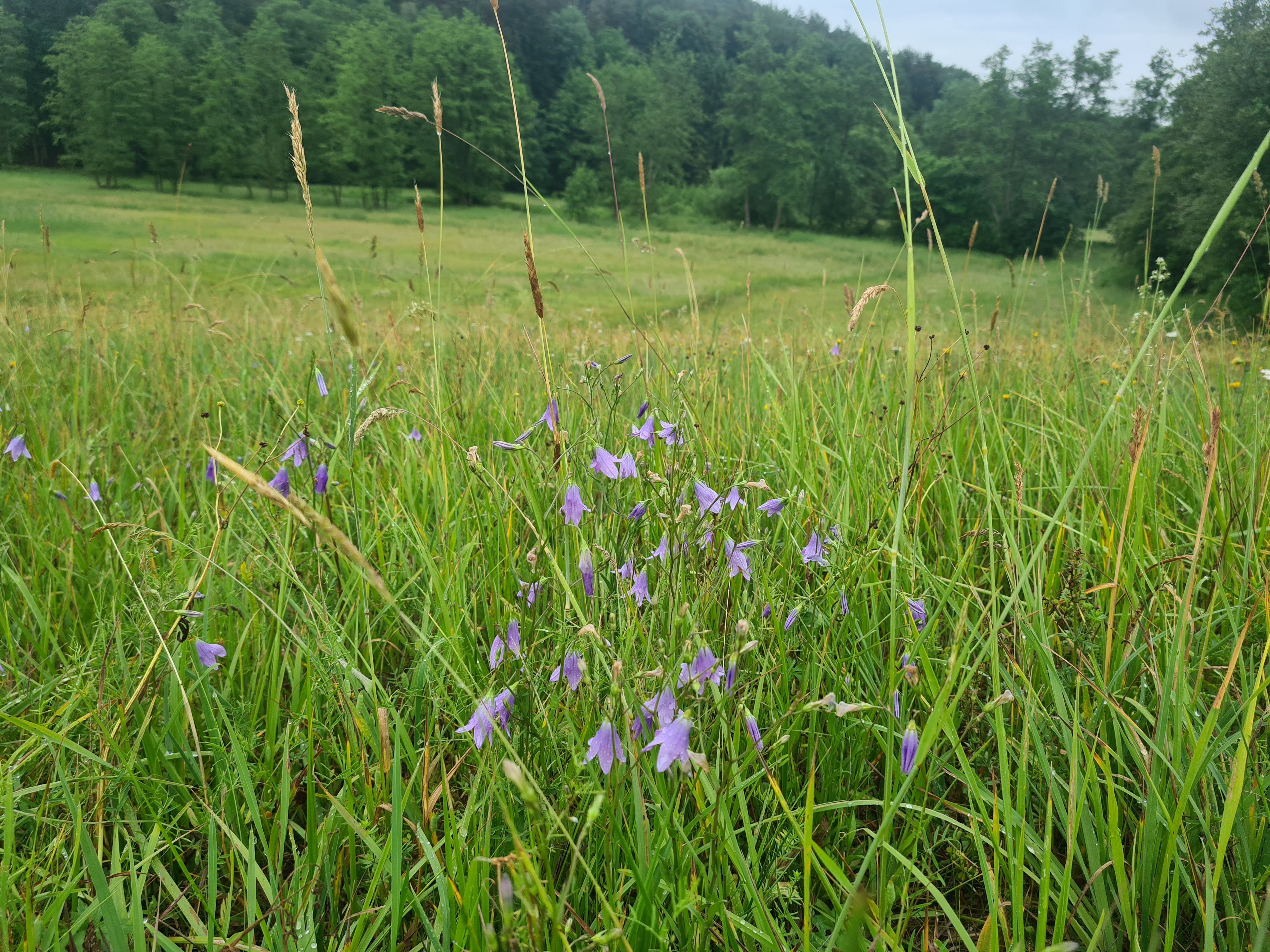 Eine hochstehende Wiese mit lilafarbenen Glockenblumen im Vordergrund (Foto: Inge Steidl)