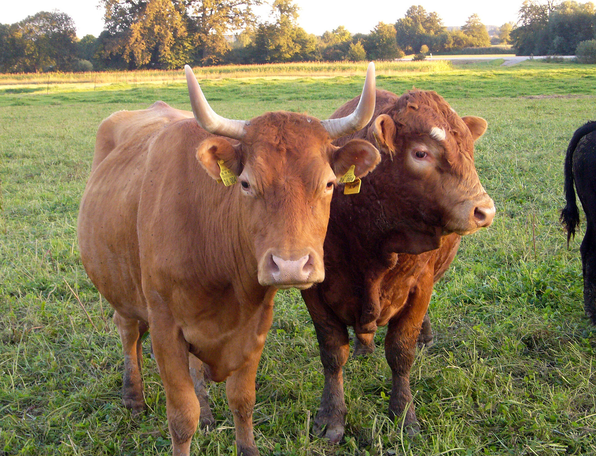 Ökologische Landwirtschaft: Mutterkuh mit Hörnern und Kalb auf der Weide