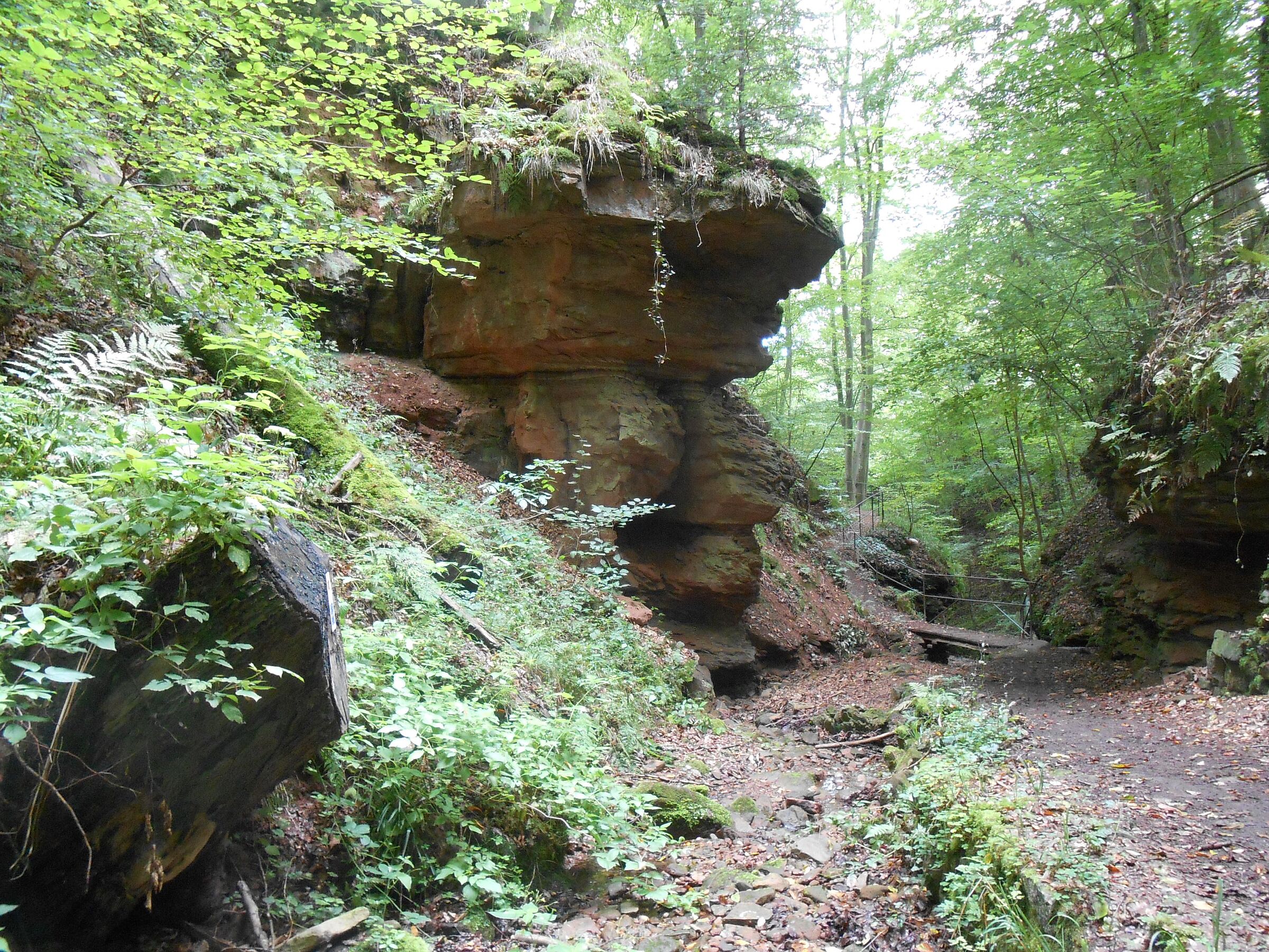 Blick in die urige Seltenbachschlucht in der Biosphärenregion Spessart. (Foto: Dr. Ruth Radl)