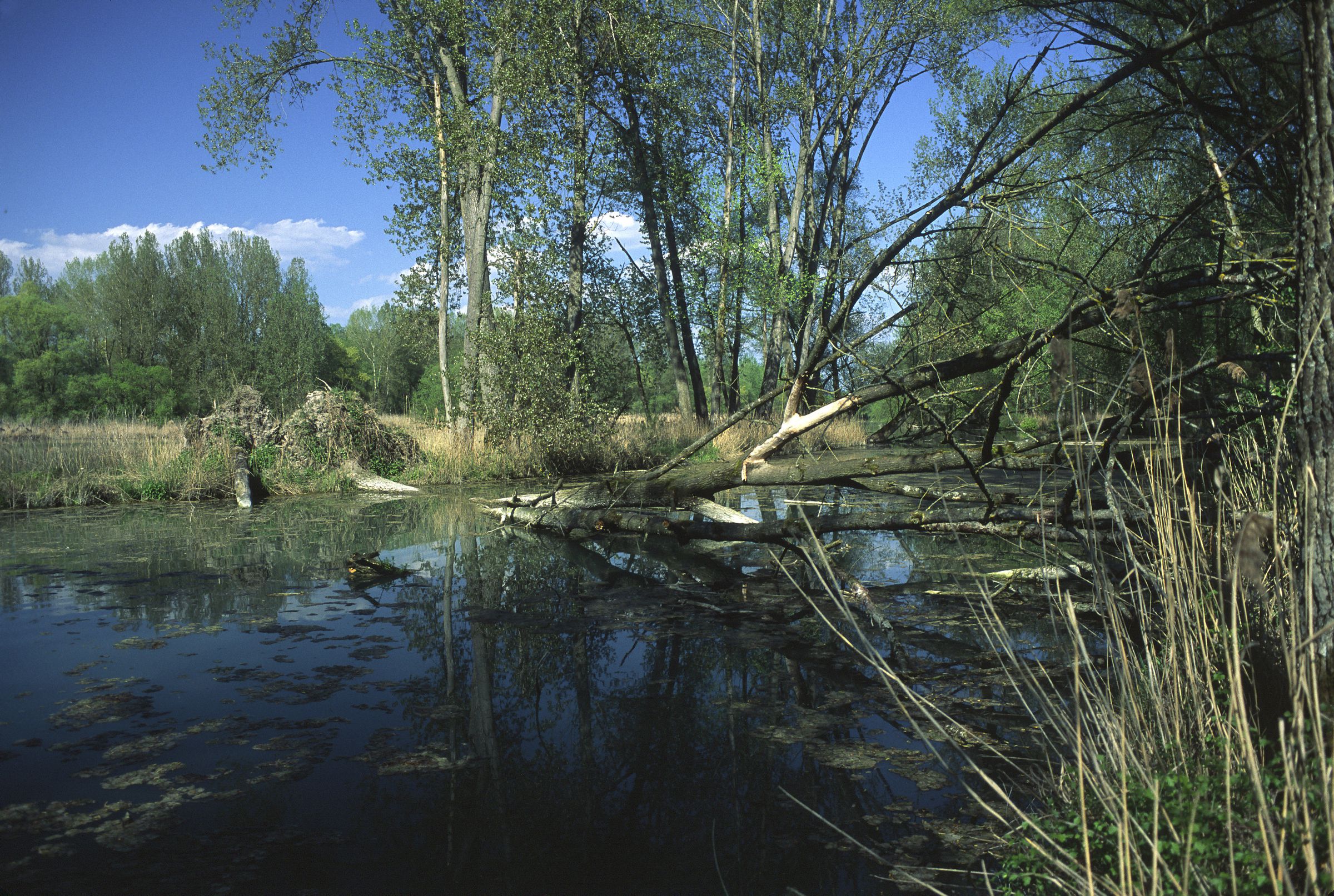 Biberbiotop in den Isarauen (Foto: Wolfgang Willner).