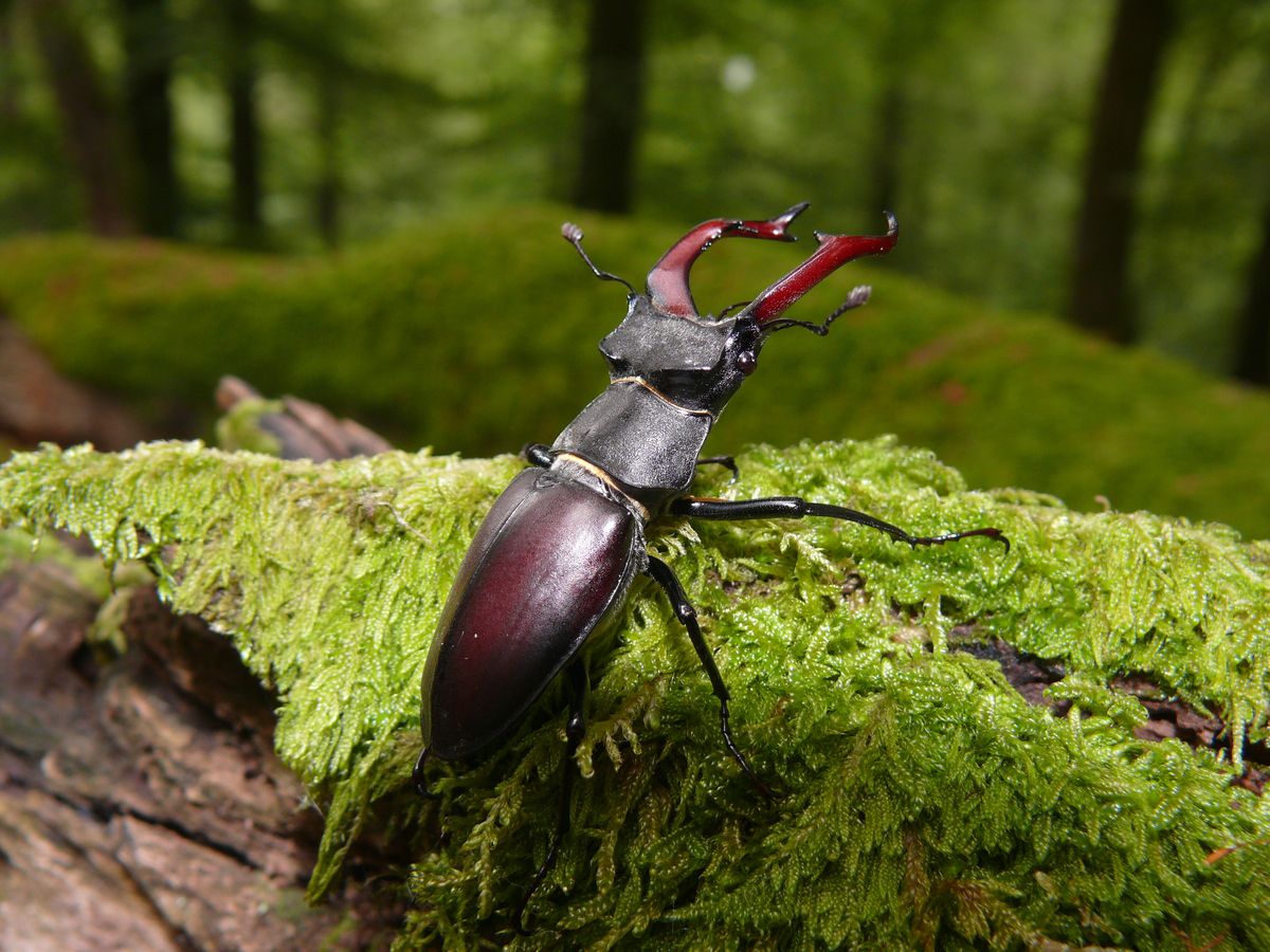 Hirschkäfer auf einem bemoosten Baumstamm im Spessart (Foto: Michael Kunkel)