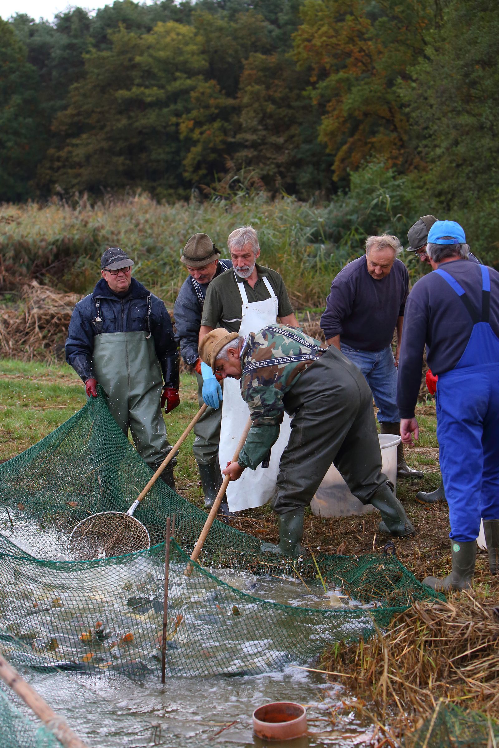 Schutz von Seen und Teichen – Teichwirte beim Abfischen von Karpfen aus dem Blätterweiher