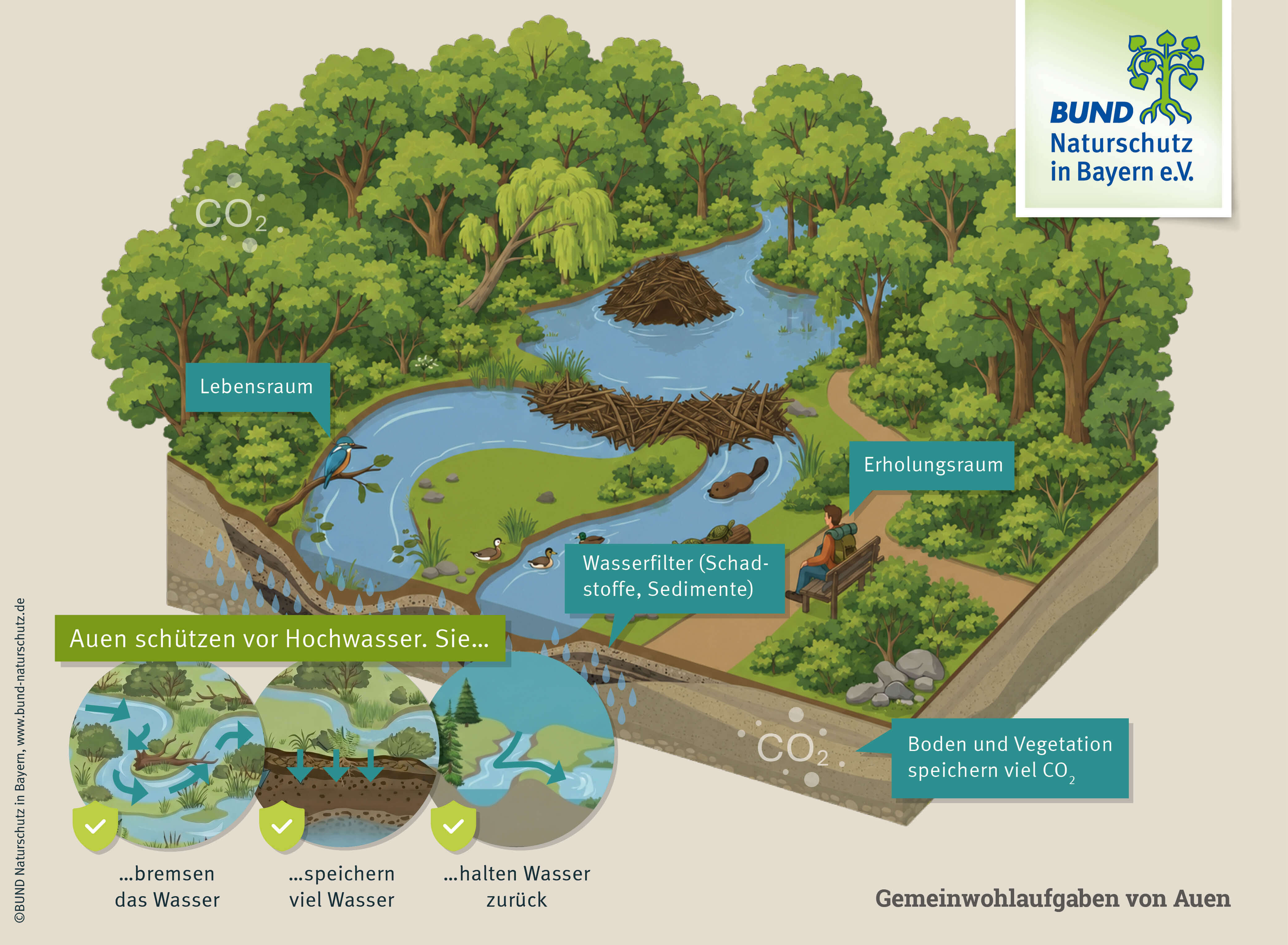 Eine Grafik zeigt einen Fluss mit Biberburg und die bewaldeten Ufer, Sprechblasen erklären die Gemeinwohlaufgaben der Auen.