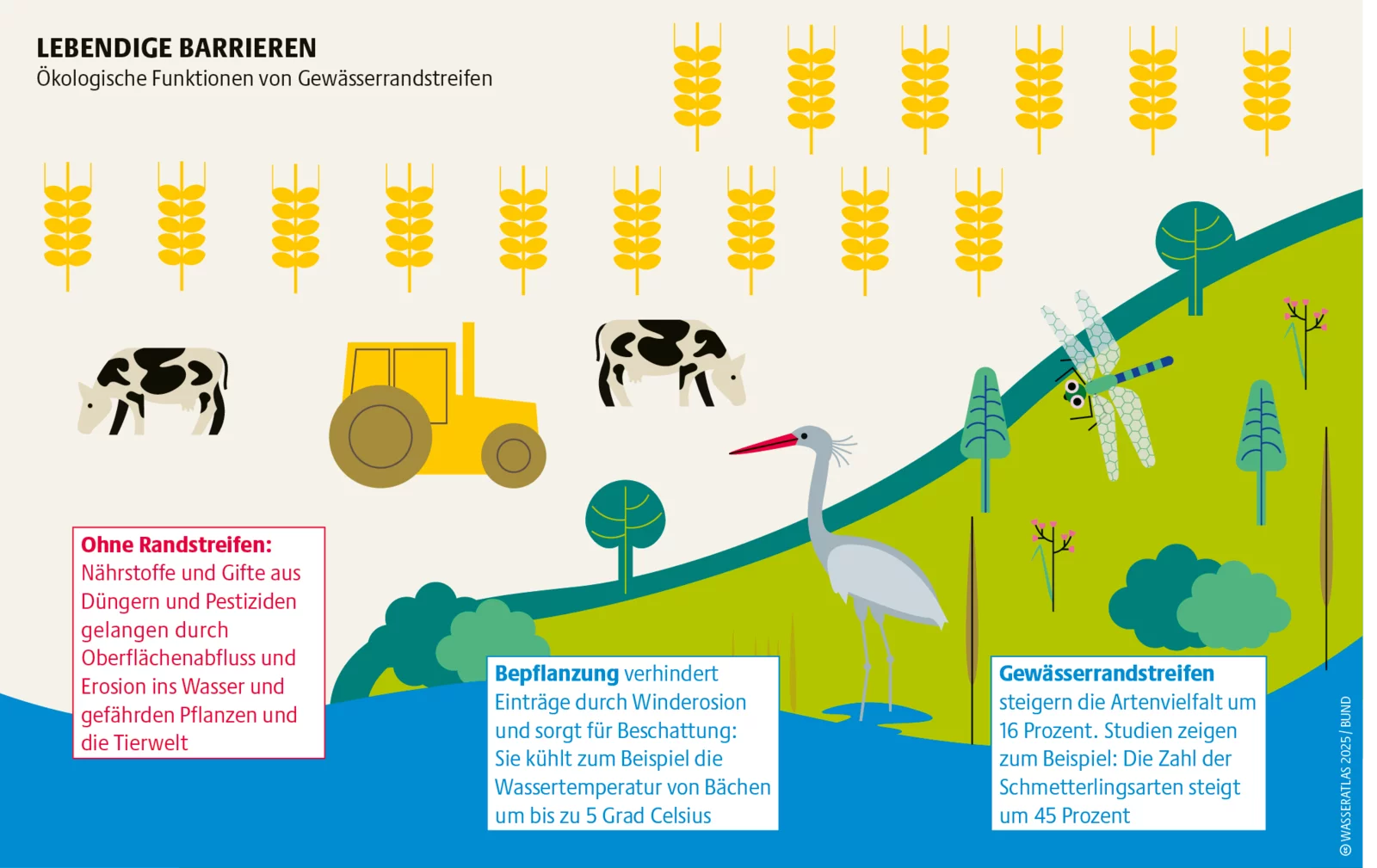 Wasserrandstreifen sind wichtig für den Gewässer-, Boden- und Artenschutz ((Wasseratlas 2025, STOCKMAR+WALTER, CC BY 4.0) Gewässerschutz: Eine Grafik zeigt wie positiv sich Gewässerrandstreifen auswirken (Wasseratlas 2025, STOCKMAR+WALTER, CC BY 4.0)
